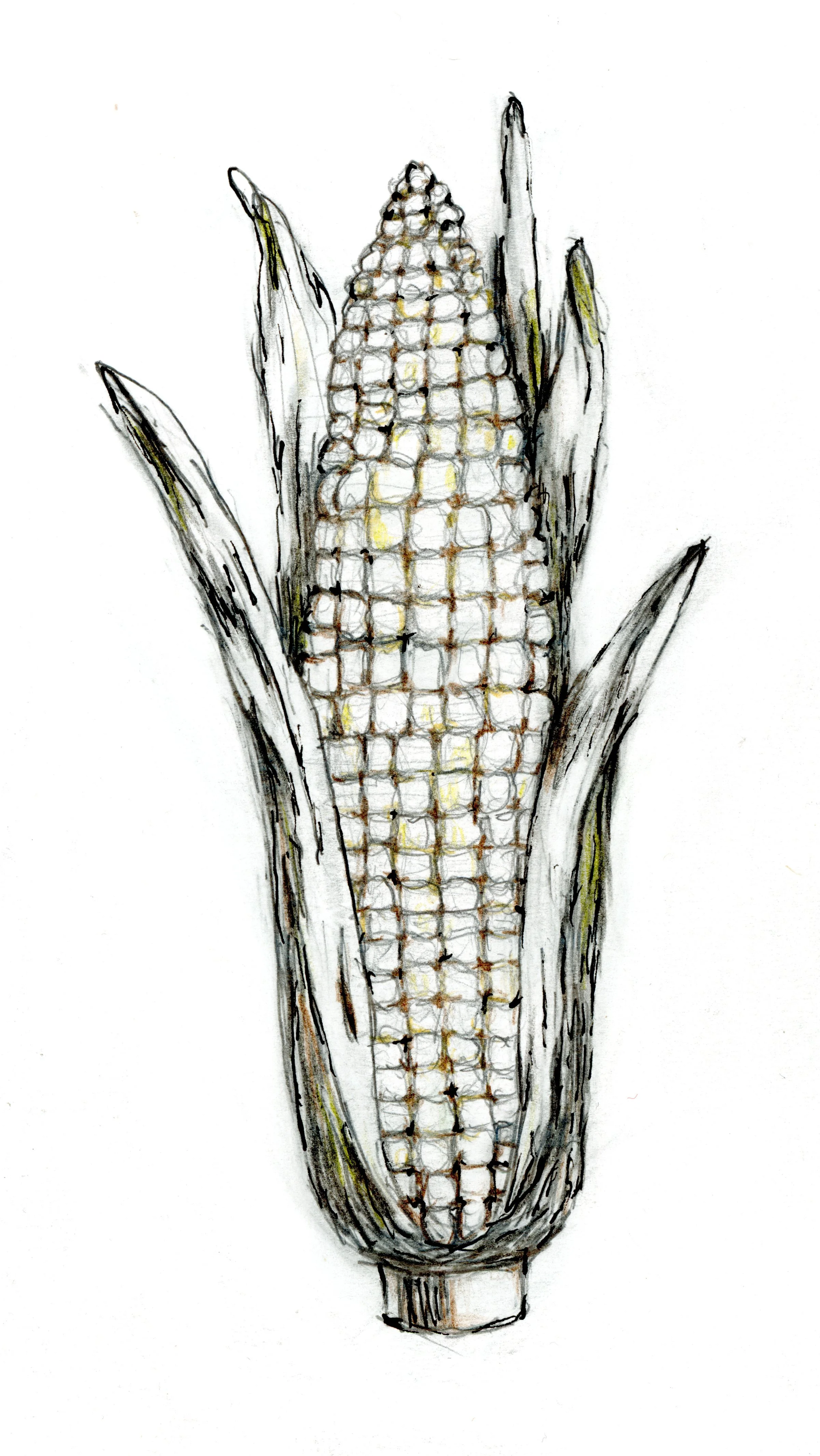 20250216-corn-drawing-scans-00016.jpg