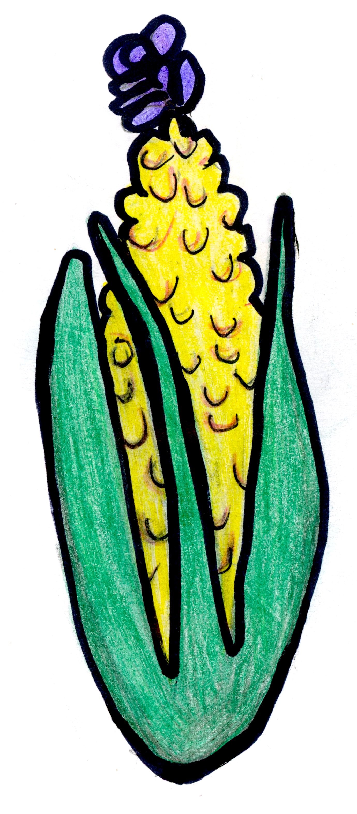 20250216-corn-drawing-scans-00004 copy.jpg