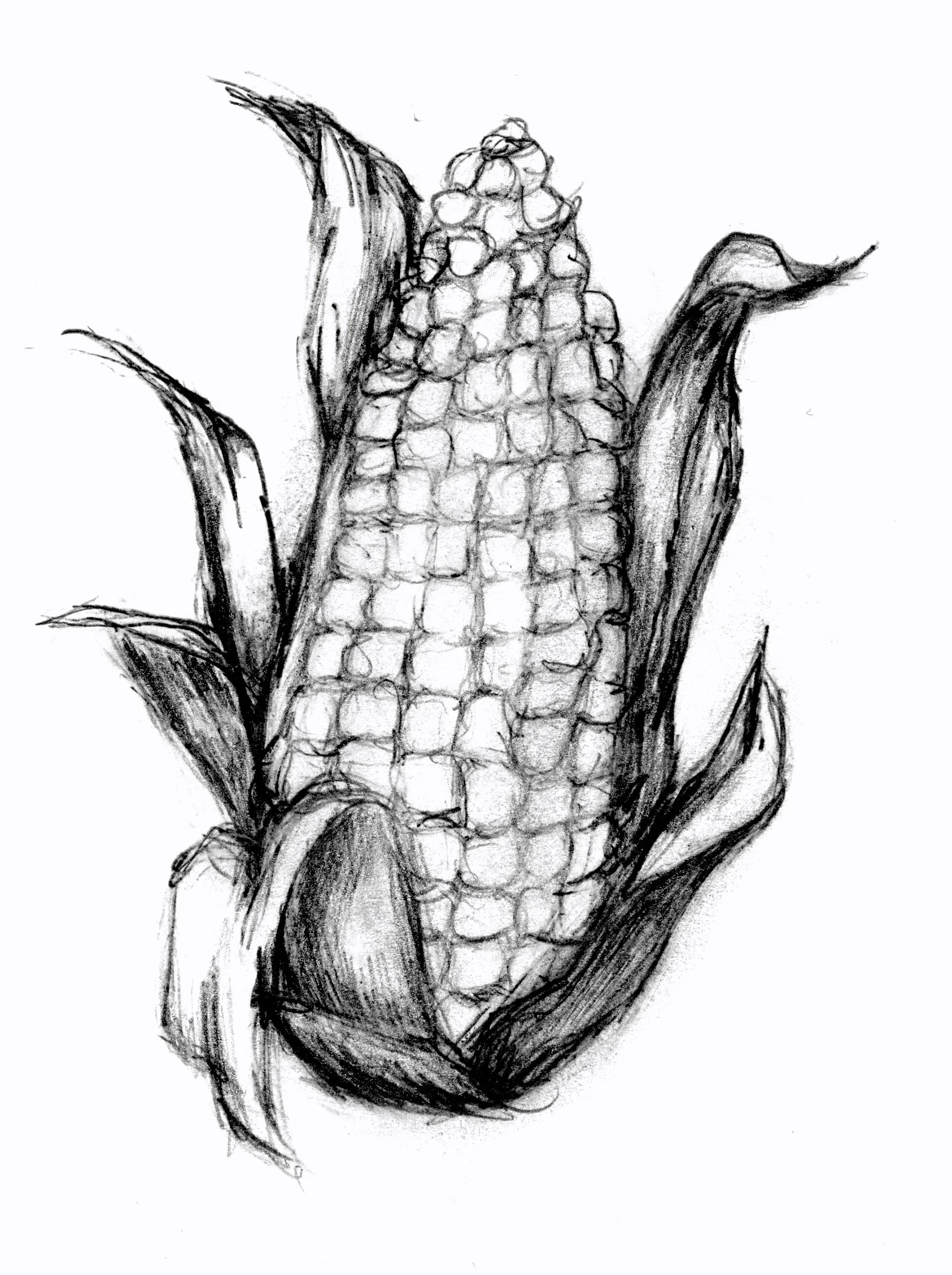 20250216-corn-drawing-scans-00001 copy.jpeg