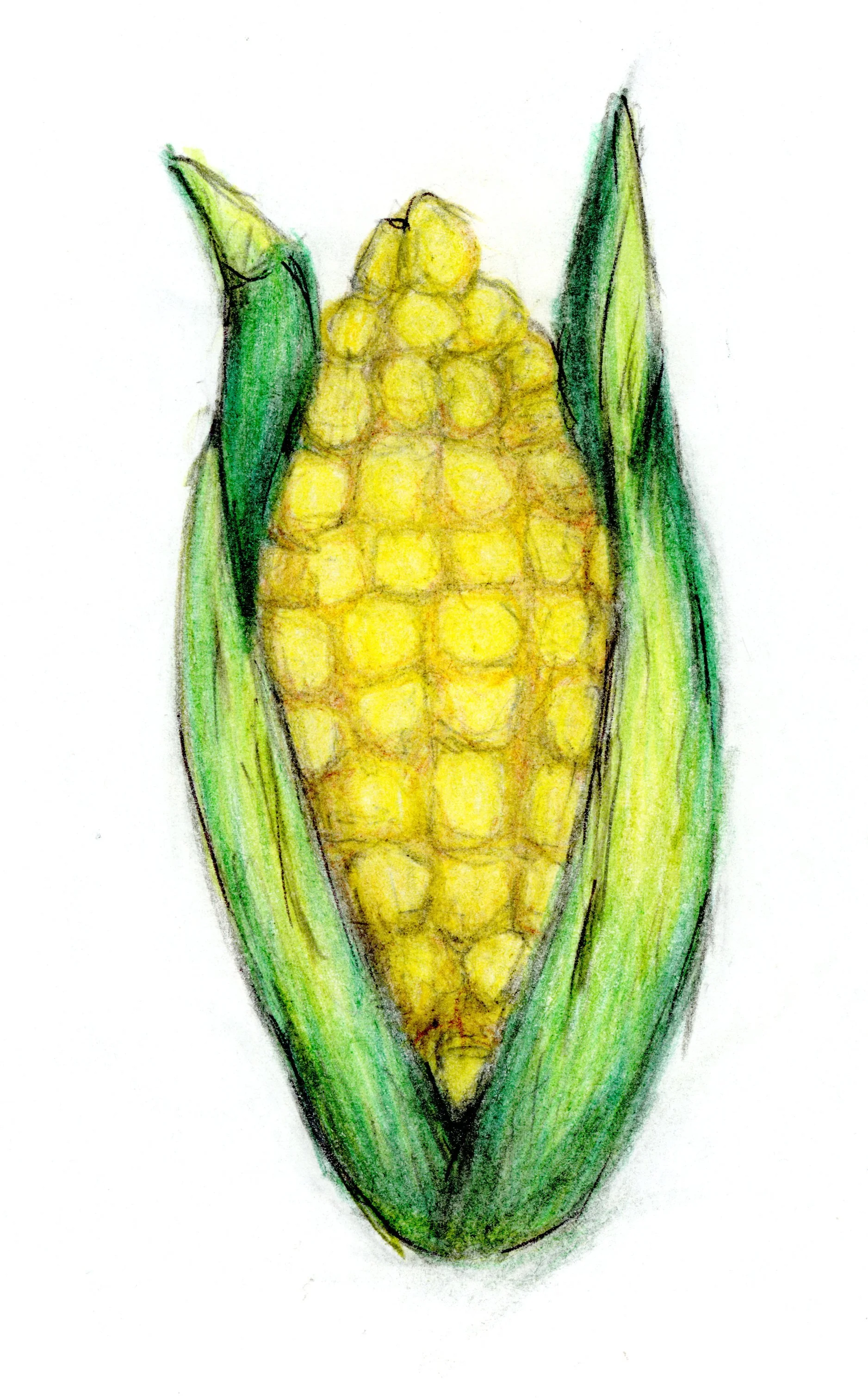 20250216-corn-drawing-scans-00008.jpg
