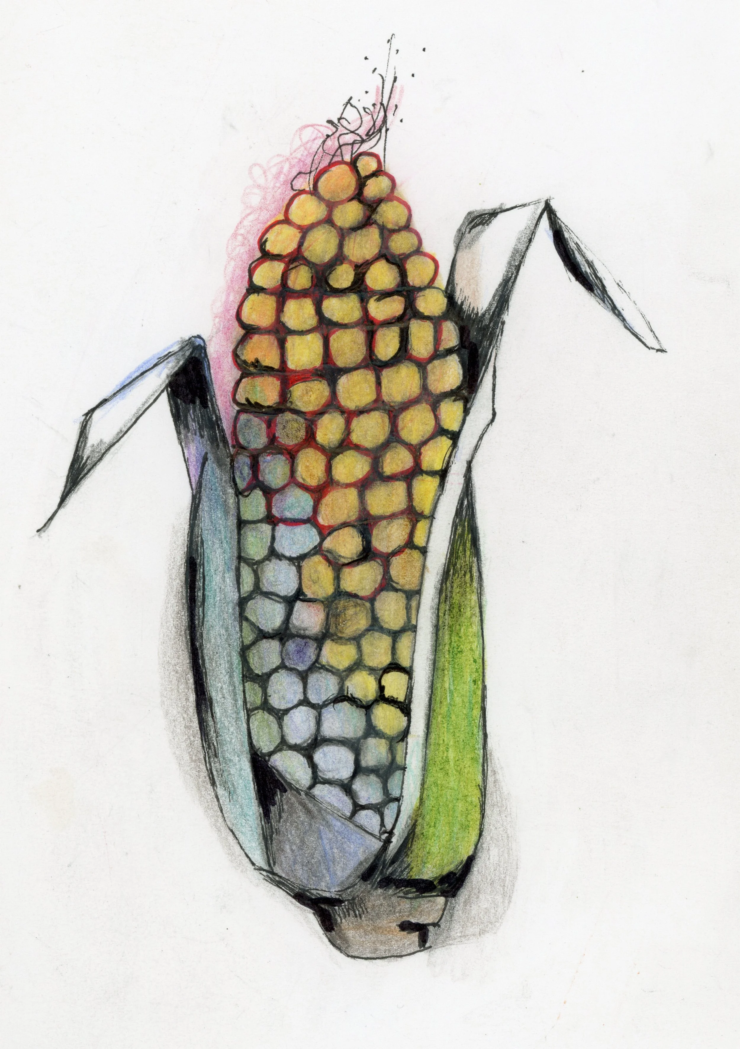 20250522-corn-drawing-scans-20250522_18185898_00039.jpg
