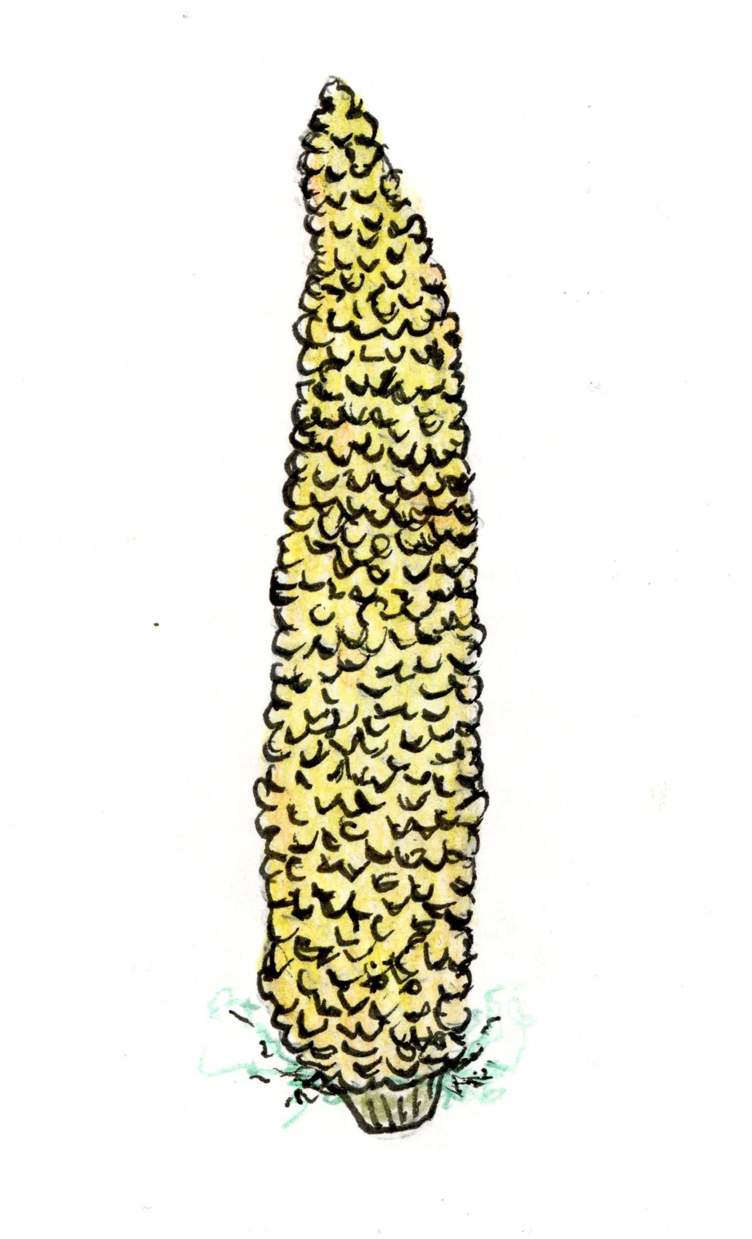 20250216-corn-drawing-scans-00011.jpg