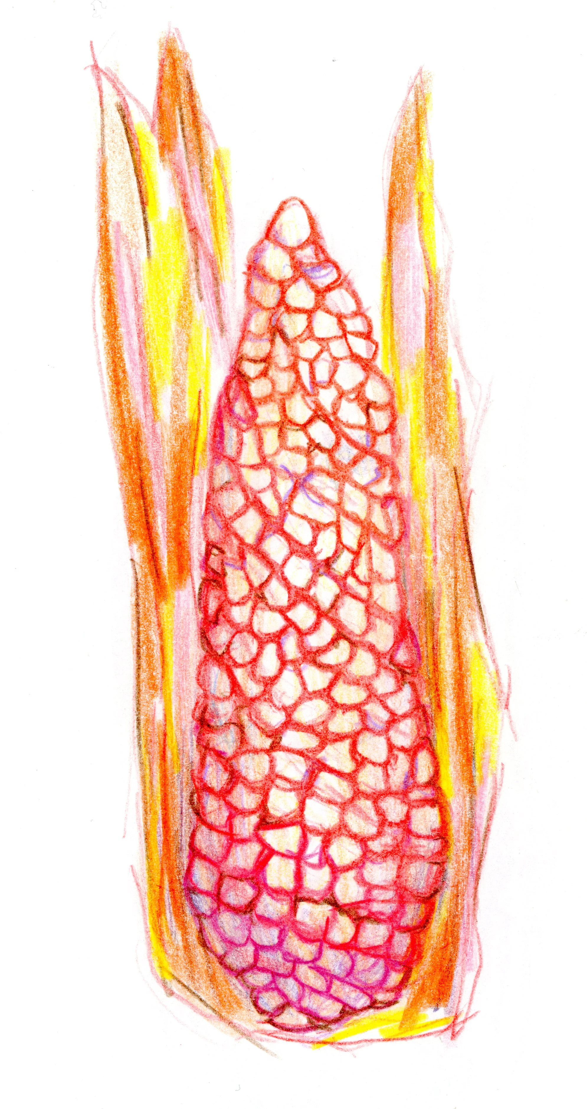 20250216-corn-drawing-scans-00012.jpg