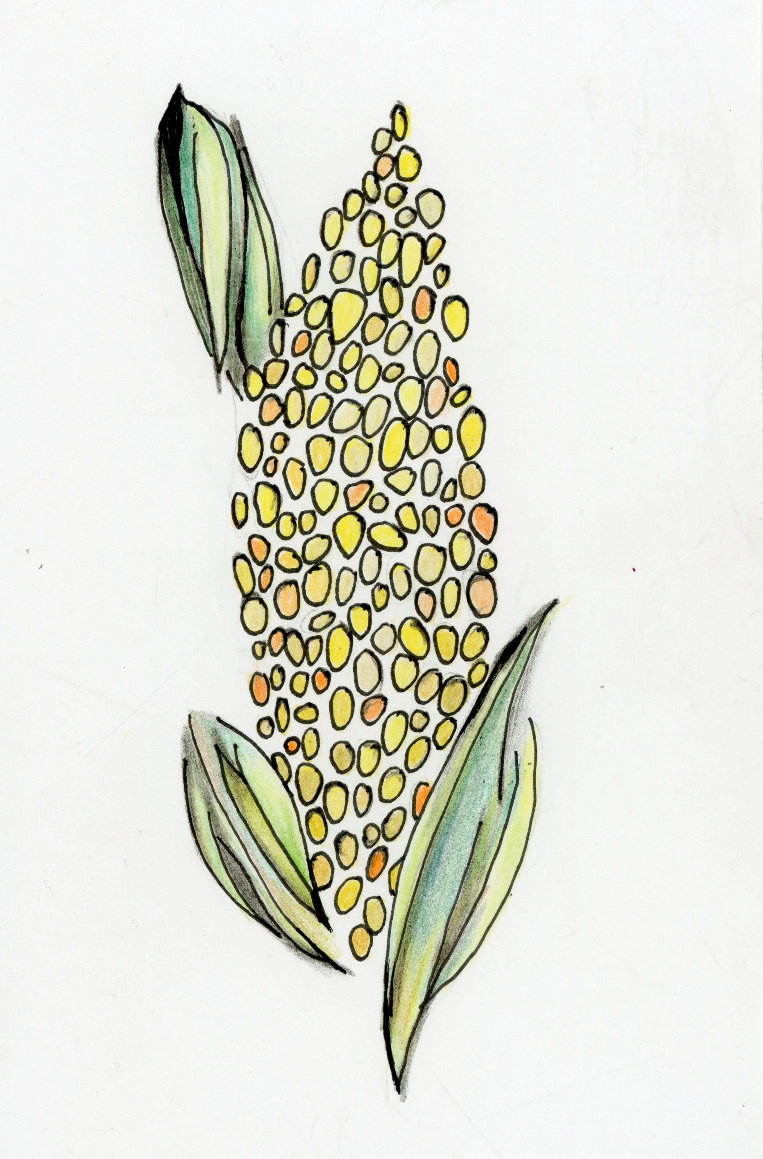 20250522-corn-drawing-scans-20250522_18161690_00037.jpg