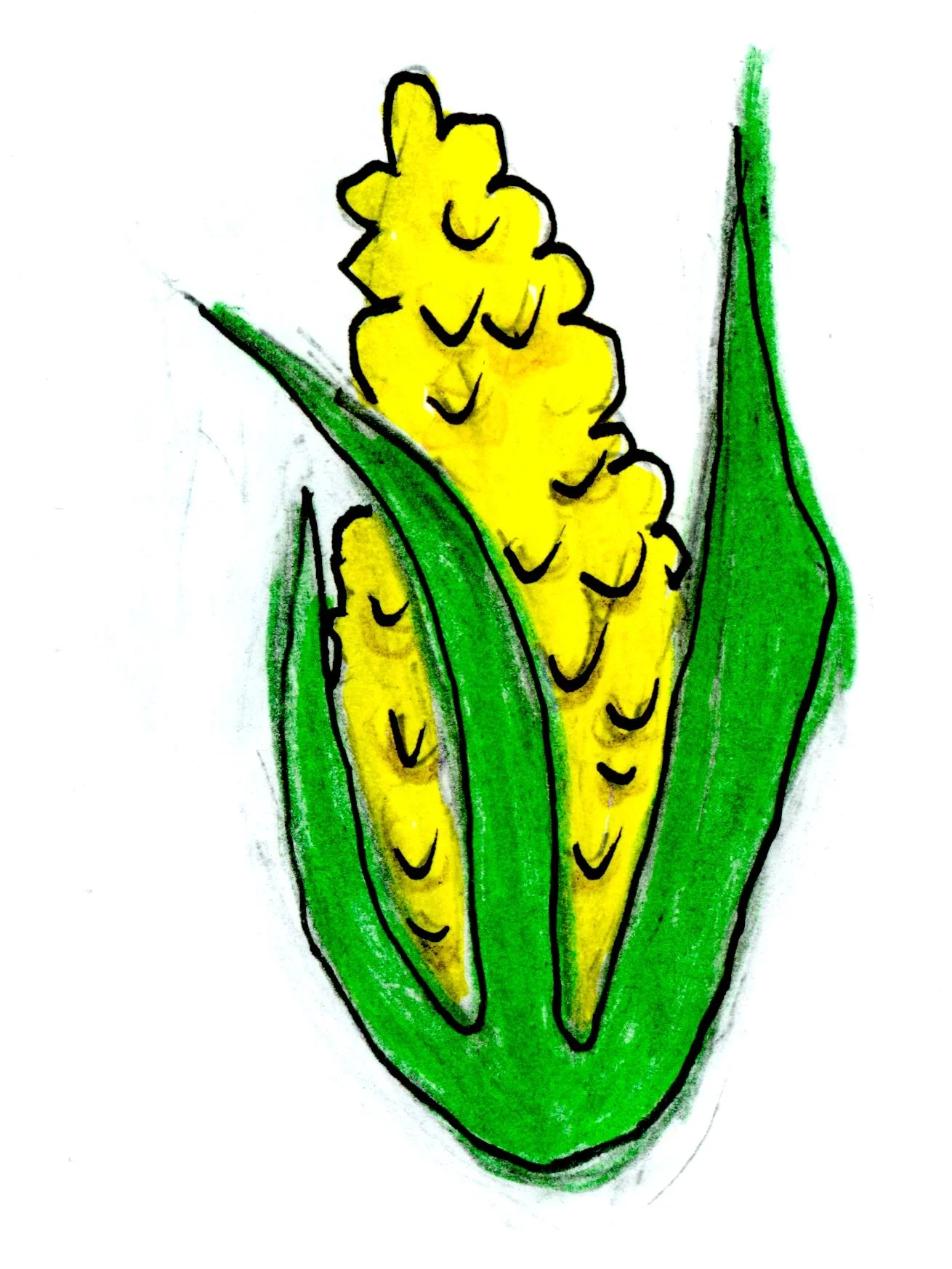 20250216-corn-drawing-scans-00003 copy 2.jpg