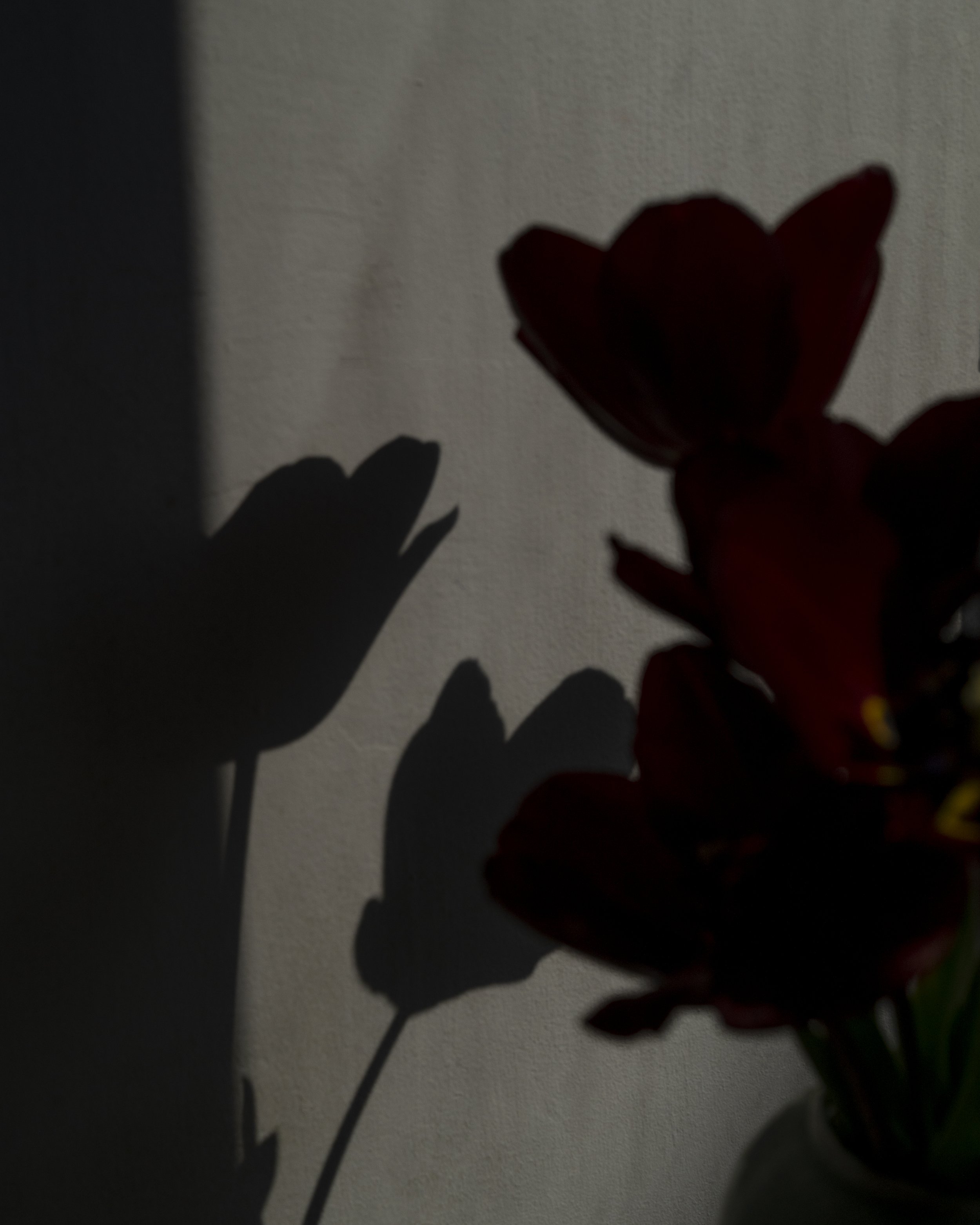 Flower_shadows.jpg