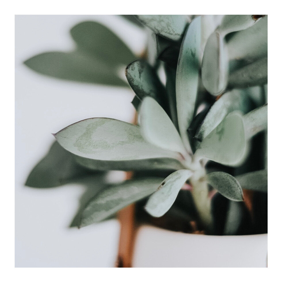 Having green tea &amp; daydreaming about how I'm going to fill this entire house with plants. 
Check out daytonstr.com/daytonstrs for local Dayton Listings! Skip the Airbnb/booking fees.
*
*
*
*
*
#homedecor #interiordesign #interiordecor #interiorin