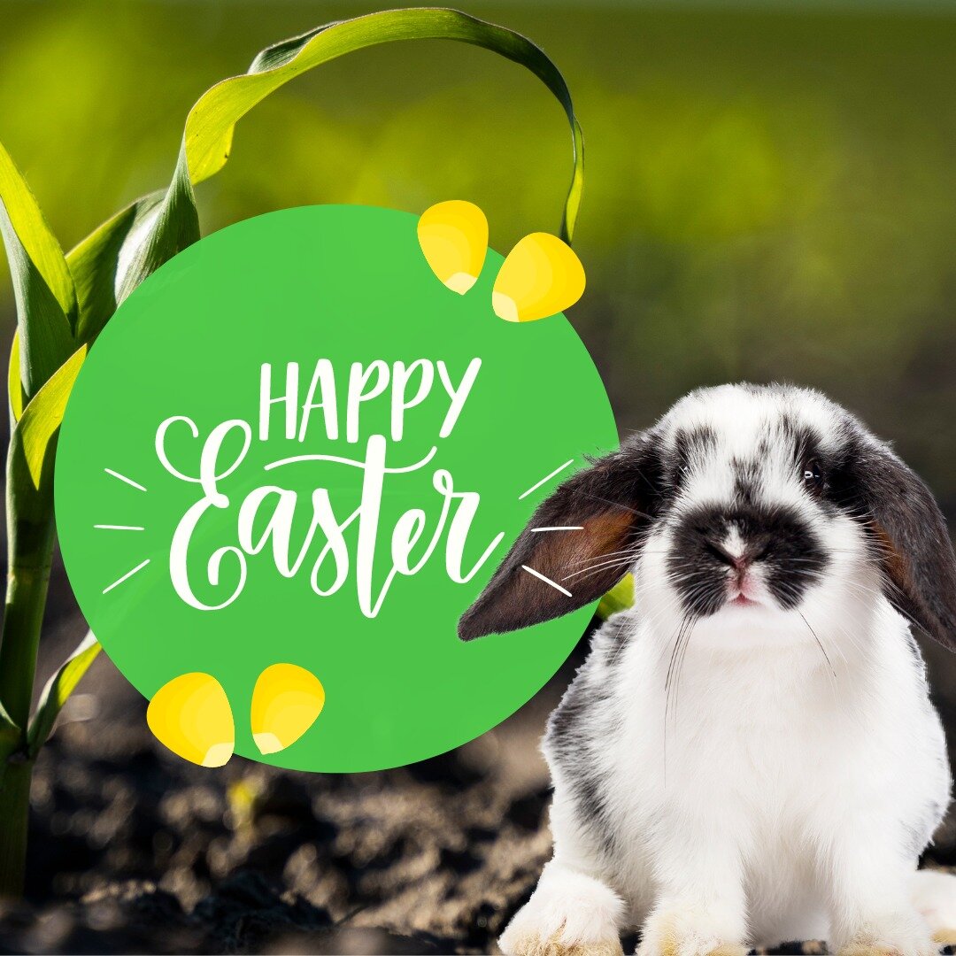 We may be biased, but we think the Easter Bunny would be really grateful for a handful of corn when he visits your house. 🌽

Happy Easter, everyone! 🐰🌷