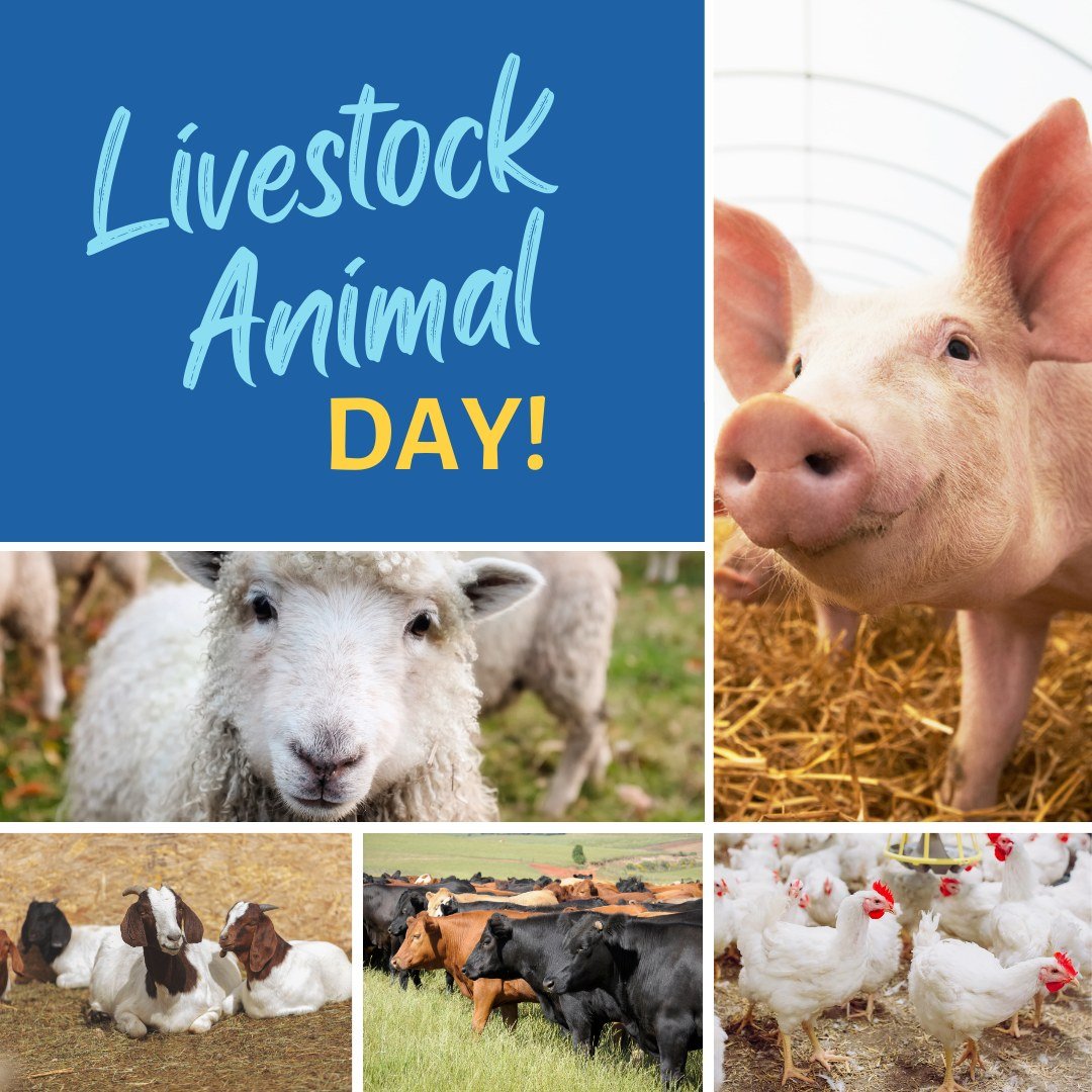 Happy National Livestock Animal Day! 🐮🌽

Livestock animals provide us with the nourishment and sustenance we need 🥩🥛, and behind every healthy and happy livestock animal, is corn feed. 

#NationalLivestockAnimalDay