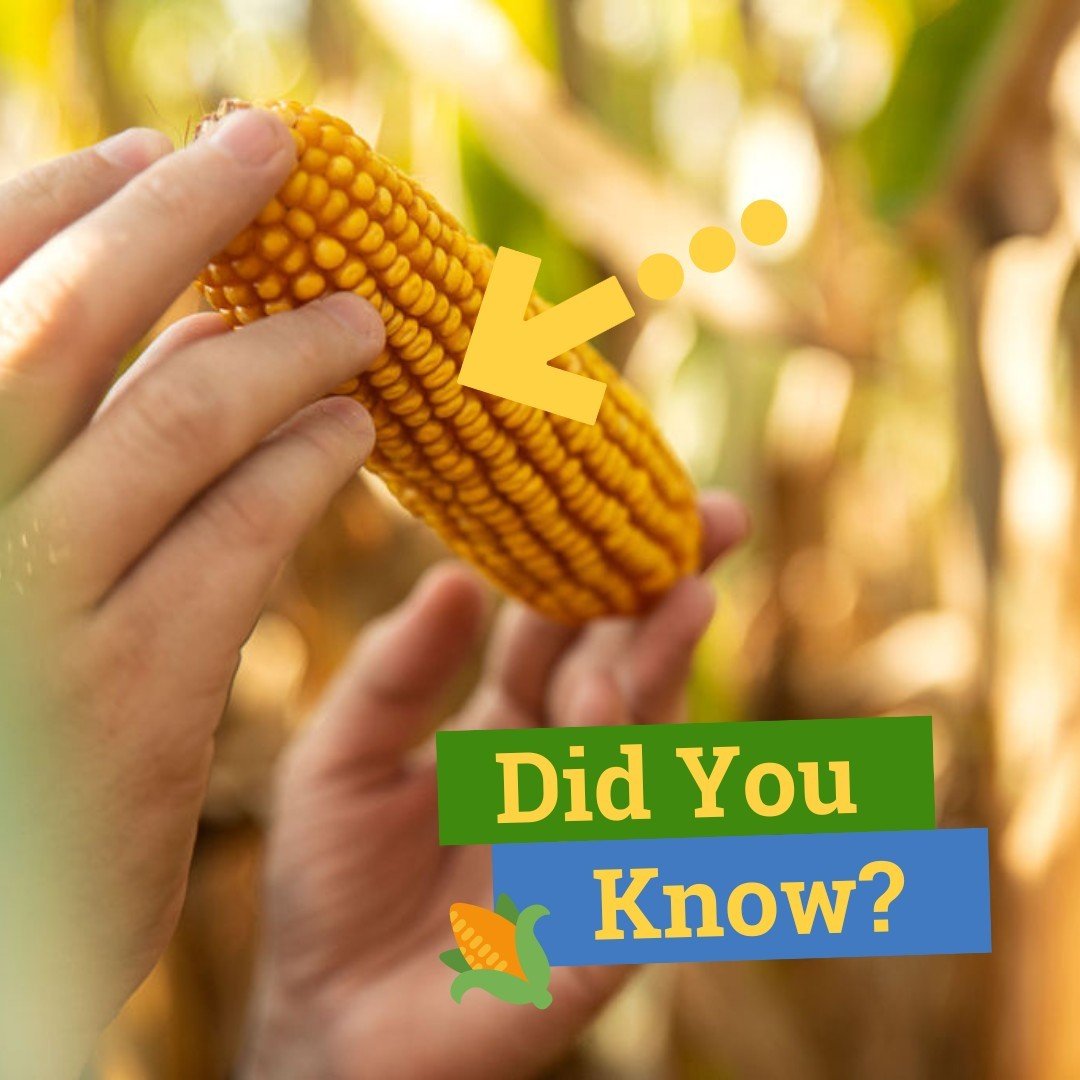Friday Fun Fact comin&rsquo; at you! 🌽

Unlike sweet corn or popcorn, DENT CORN is primarily used for livestock feed, in everyday household products, and the production of ethanol.

Dent corn gets its name from the characteristic dent that forms at 