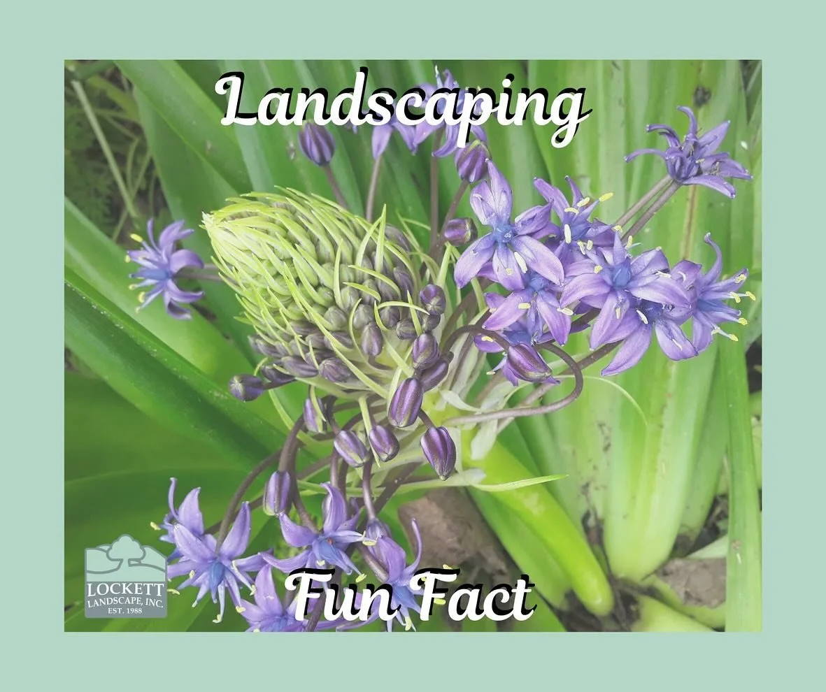 Did you know this latest fun fact? We hope everyone is having a great week so far! #landscaping #landscape #smallbusiness #funfact #landscapedesigner