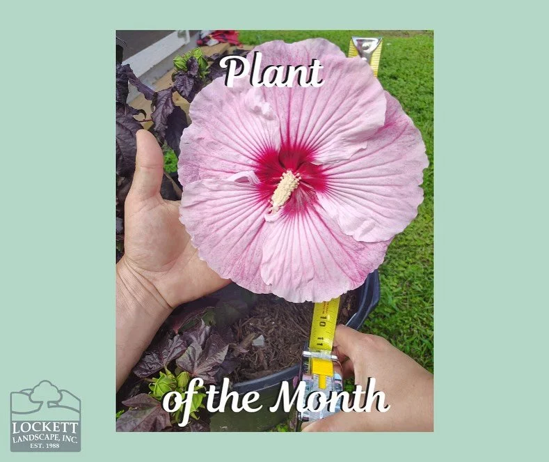 Hibiscus is one of our favorite plants for landscaping. Check out these beautiful plants and learn why they would make a great choice for your next Landscaping Project! #plantofthemonth #smallbusiness #aggieowned #hibiscus
