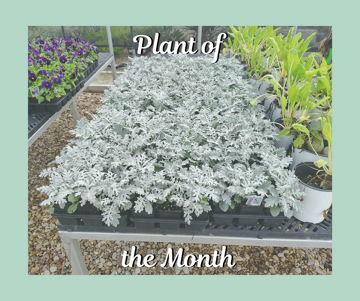 The cooler weather of fall has officially started, so what better way to welcome Fall than with a new, very cool Plant of the Month, the Dusty Miller! It&rsquo;s a beautiful hardy plant from the Mediterranean that makes for a great addition to any la