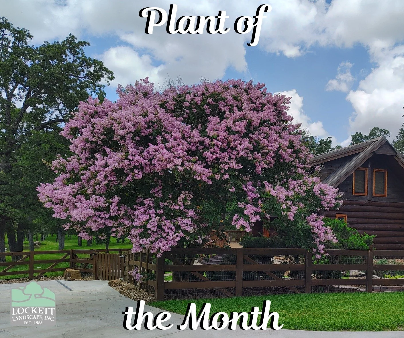 This June, we are celebrating the vibrant colors of a Texas favorite, the crepe myrtle! Did you know the color of crepe myrtle's flowers can be intensified by temperature changes? #crepemyrtles #landscaping #plantofthemonth #funfacts #smallbusiness