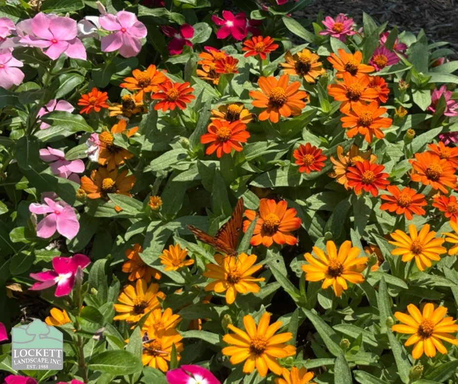 Happy Monday, everyone! The heat has been brutal lately, but the summer-flowering plants definitely makes it more enjoyable 🩷 😎 ☀️ #trending #summer #annuals #flowers #landscaping