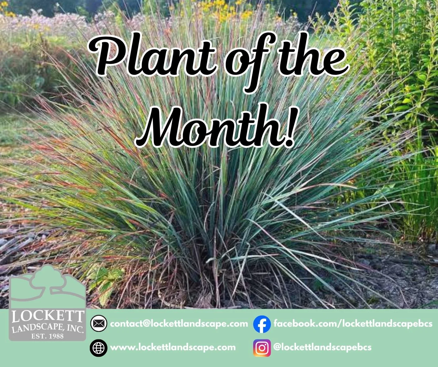 Happy October everyone! This month, it is all about the Little Bluestem (Schizachyrium scoparium) a grass native to Texas, and an especially resilient  and colorful addition to any landscape around this time of year! Did you know about this plant bef