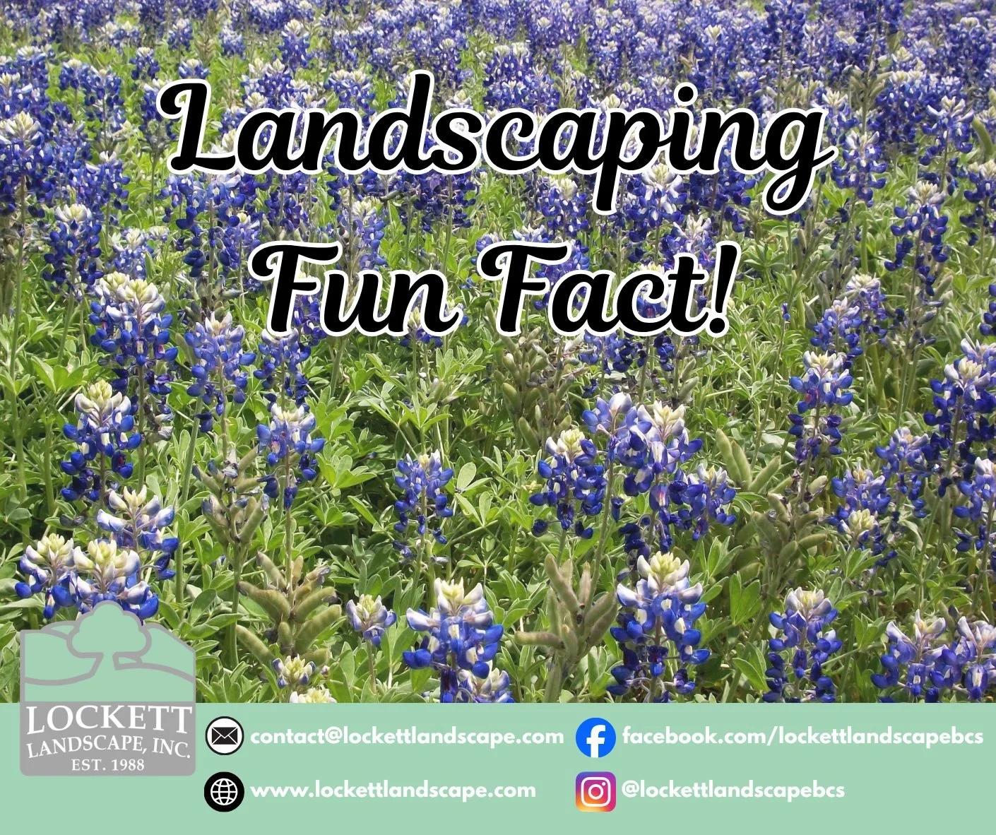 Happy Saturday Everyone! Today, we have an interesting fact about Blue Bonnets. Thought they typically bloom in the Spring, right now is the optimal time to plant them so they can germinate and be ready to bloom next year! This even includes the Aggi