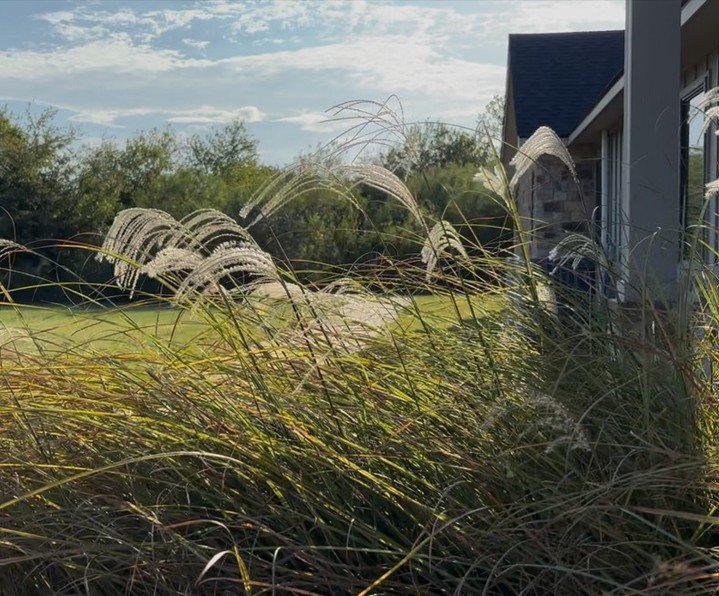 Happy Monday, everyone! The spooky season has brought with it some cooler weather that has been very welcome. Not a 90' day in sight! #spooky #halloween #grasses #landscaping #smallbusiness