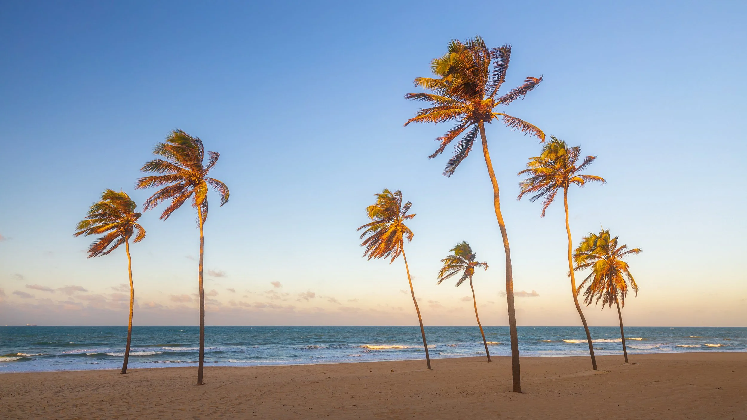 Golden Coconuts, Brasil 2024