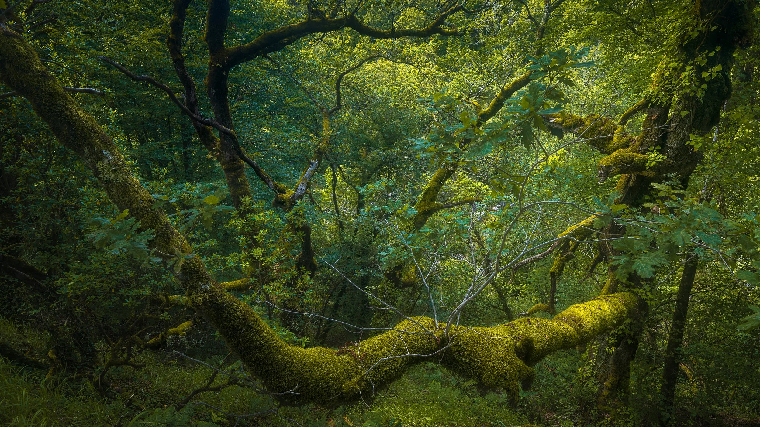 Forests & Waterfalls