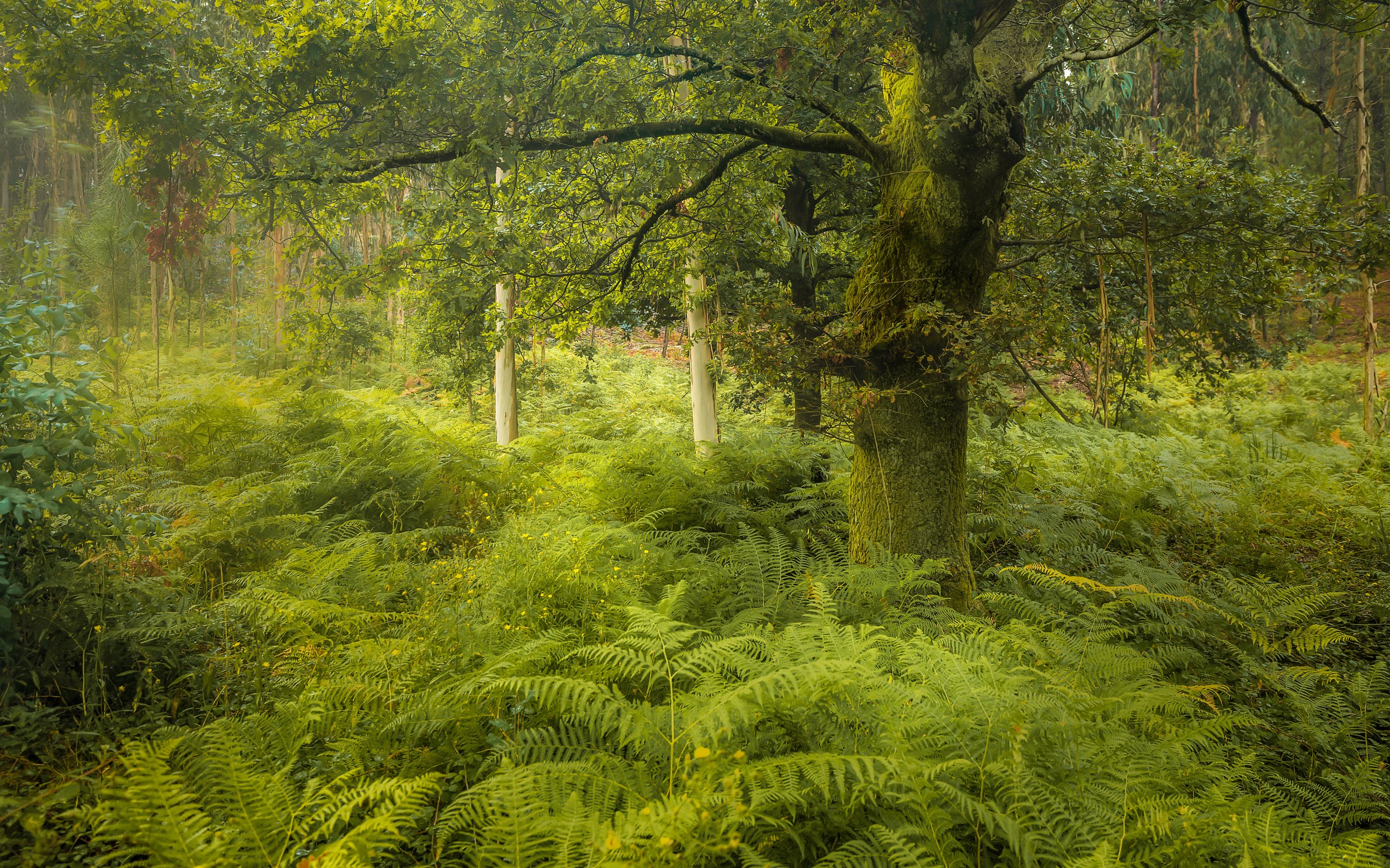 Dancing Oak, Portugal 2021