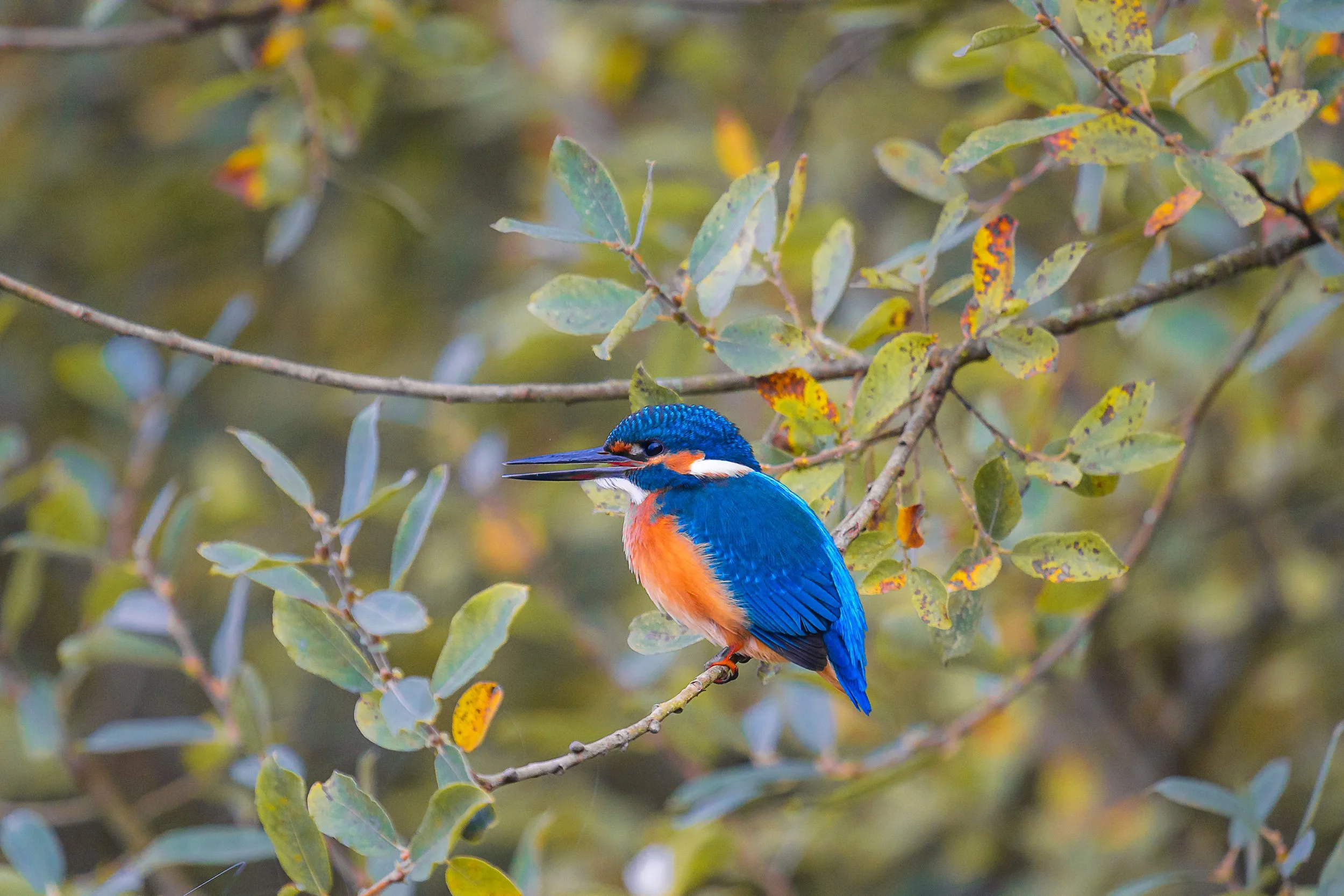 kingfisher_1_web.jpg