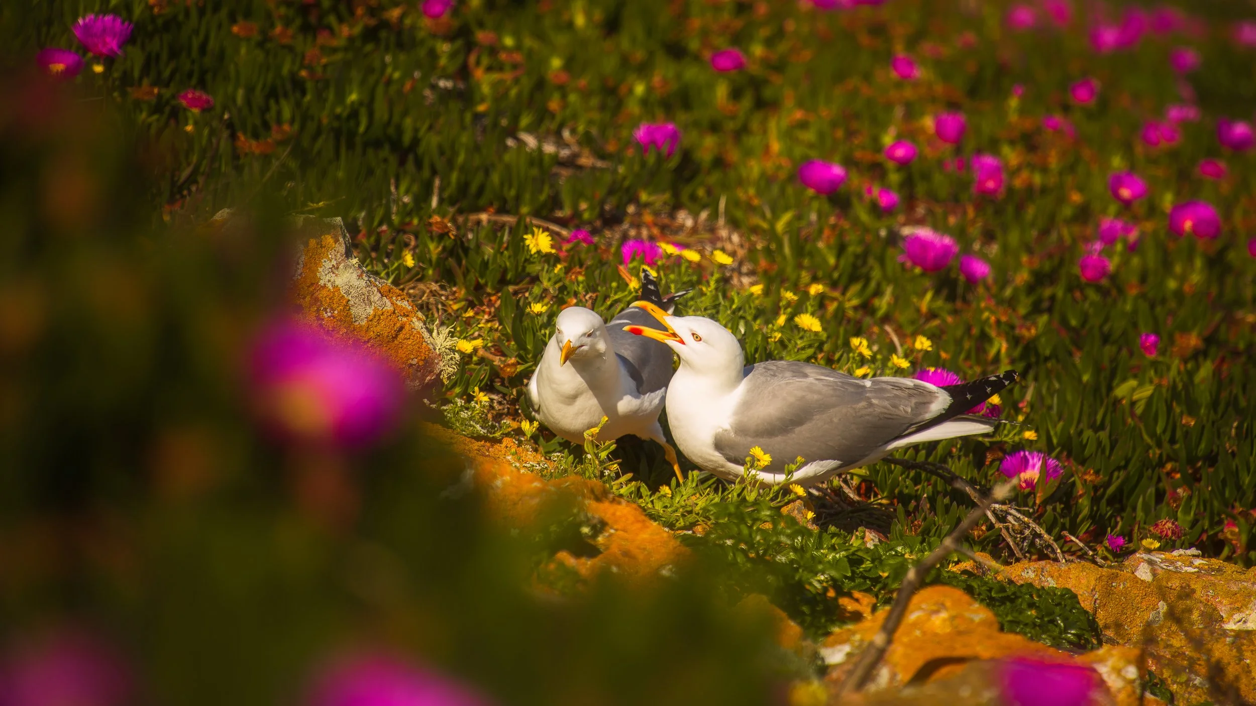 mating_gulls_2.jpg