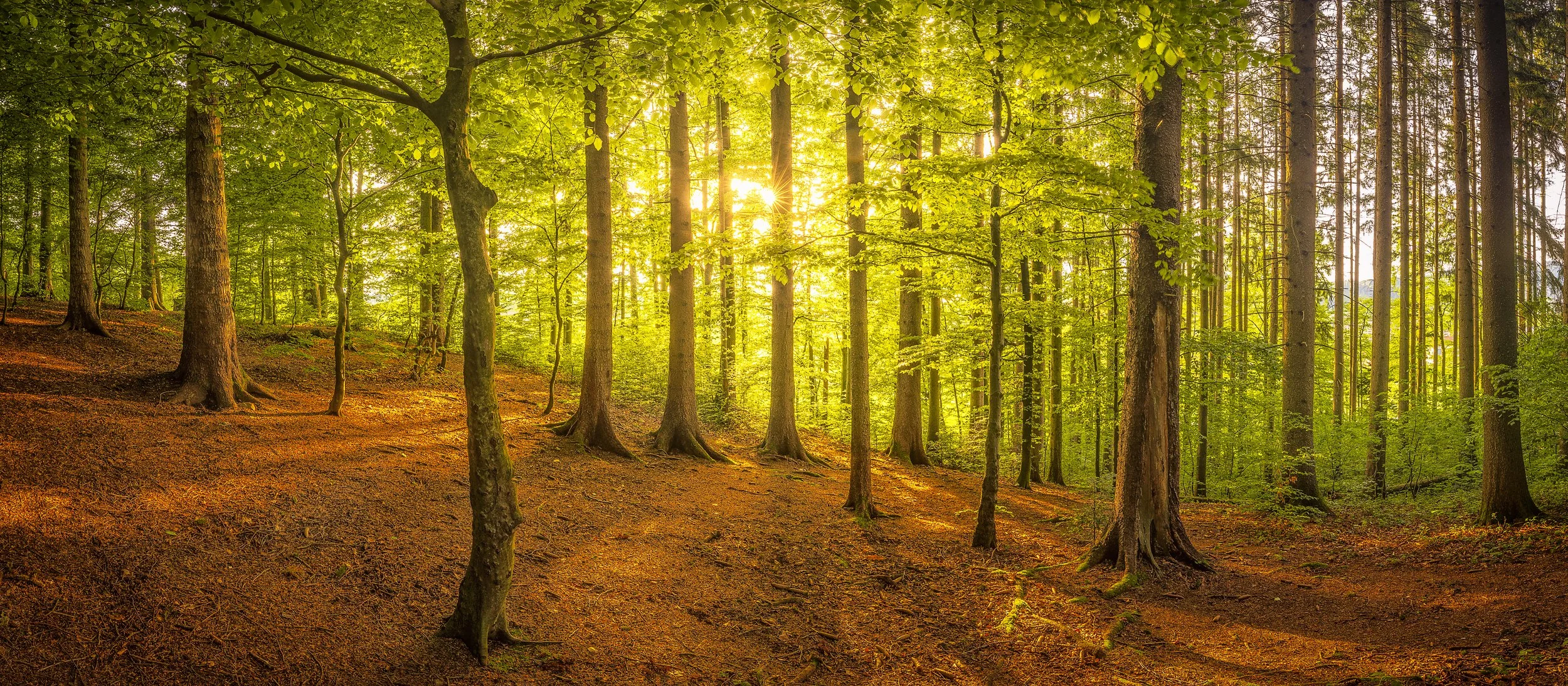 Enchanted Woods, Switzerland 2020