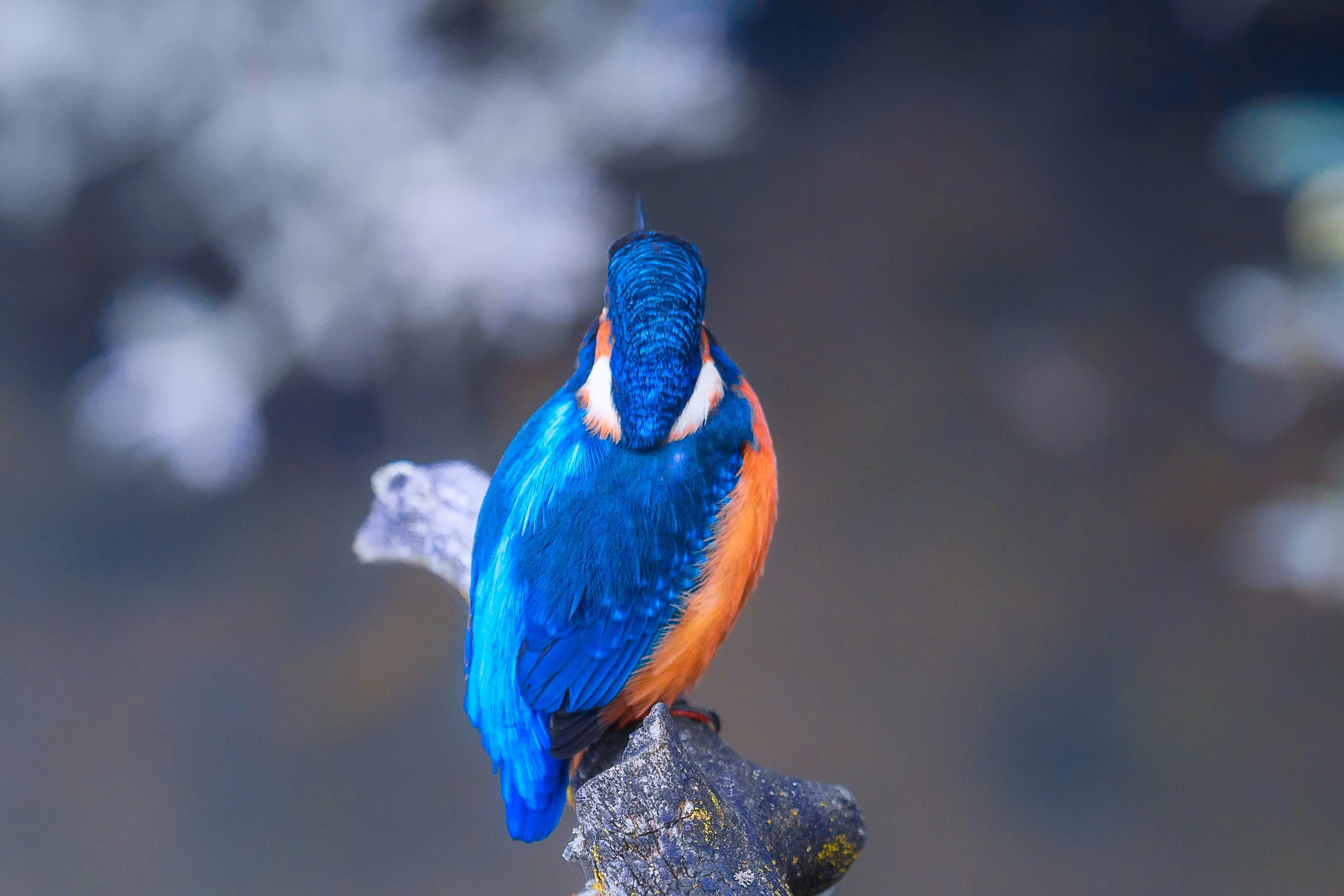 kingfisher_5_web.jpg