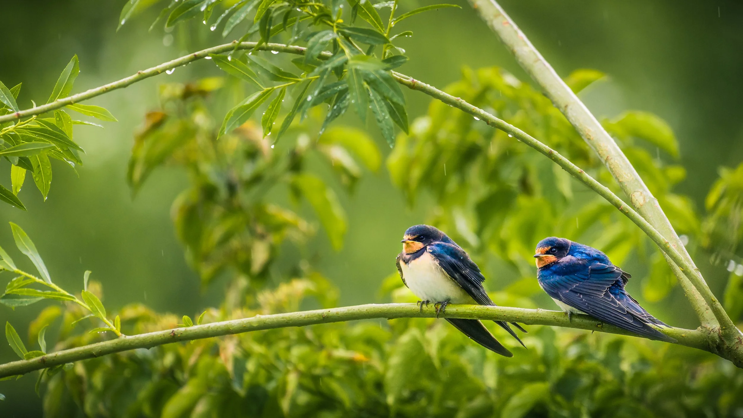 Determination | Switzerland
