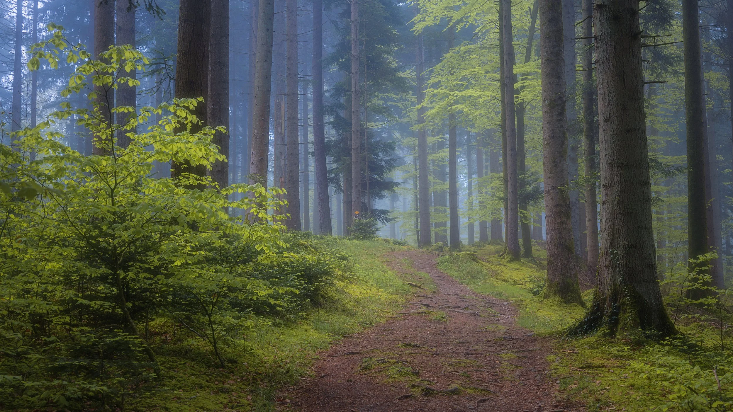 into Wonderland | Switzerland