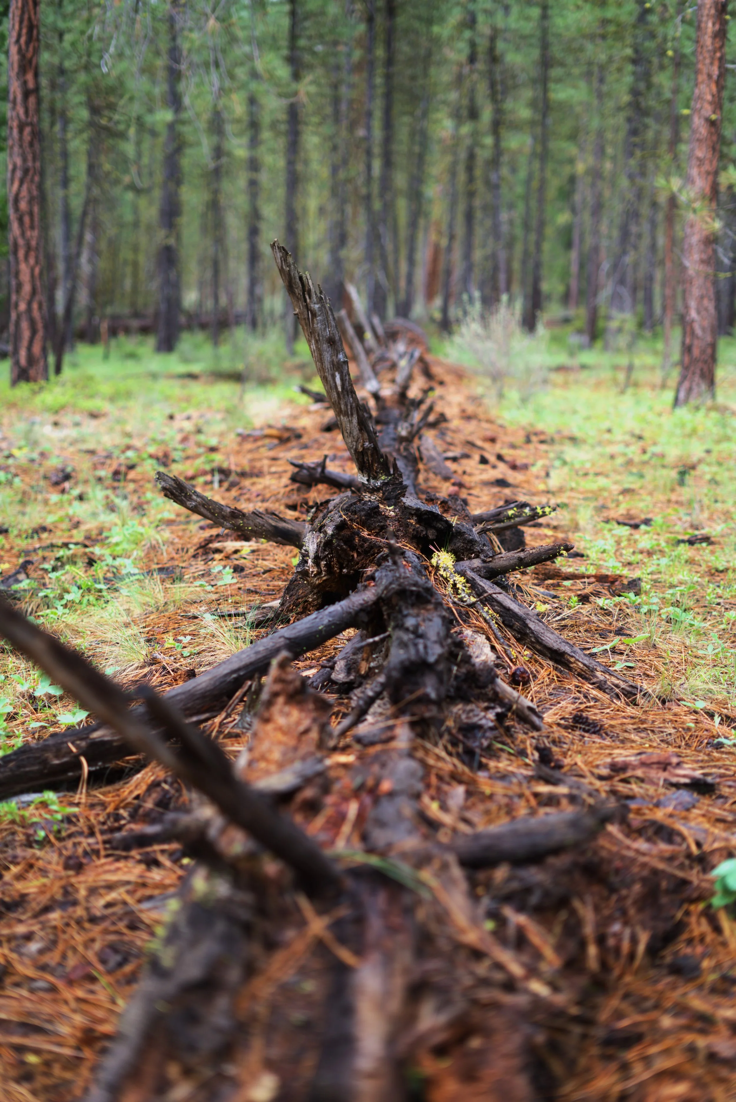 Log.jpg