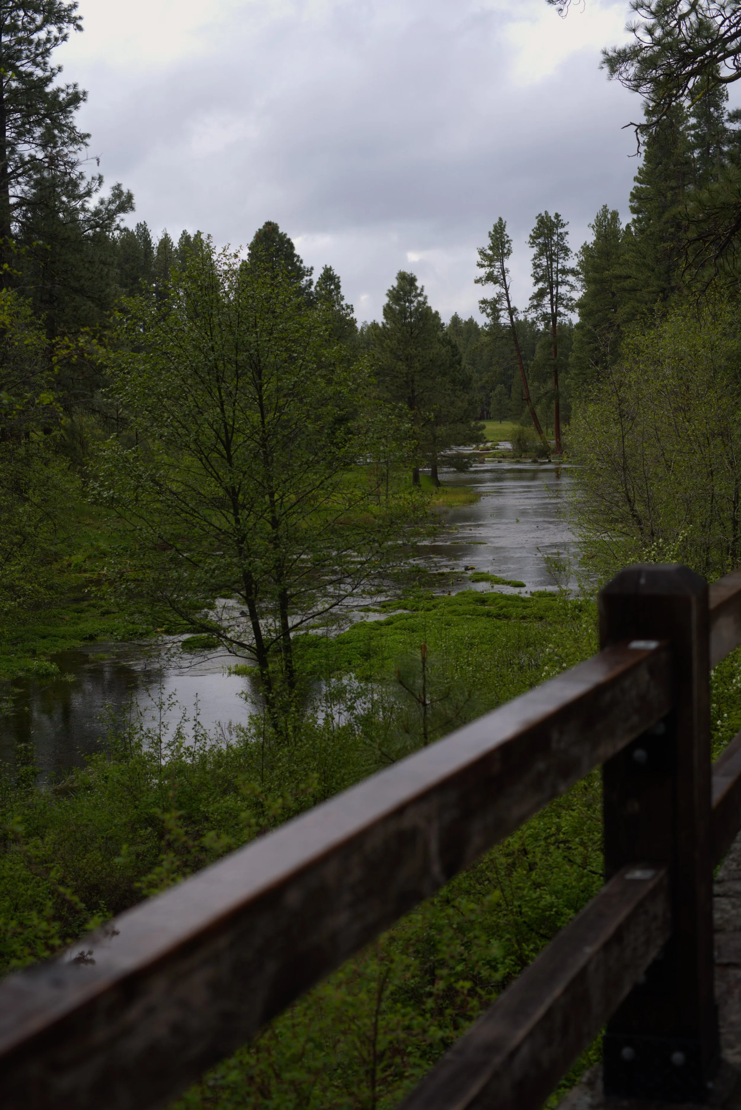 Lookin down the River.jpg