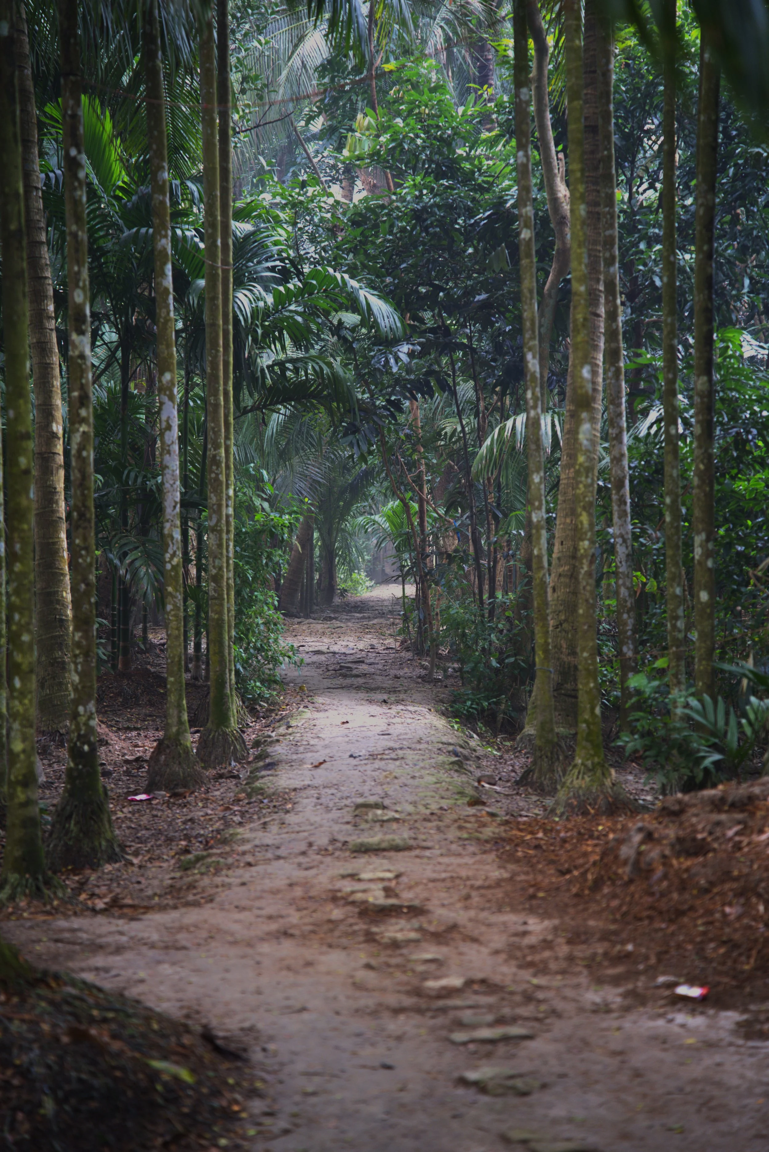 Path.jpg
