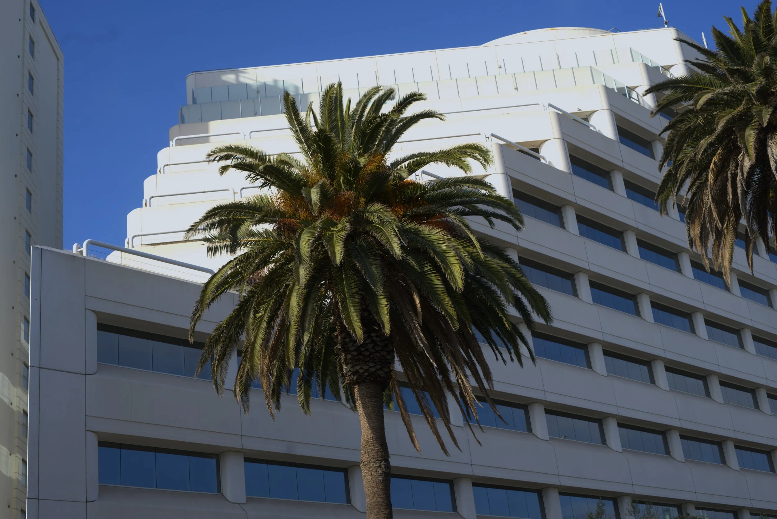 Palm building.jpg