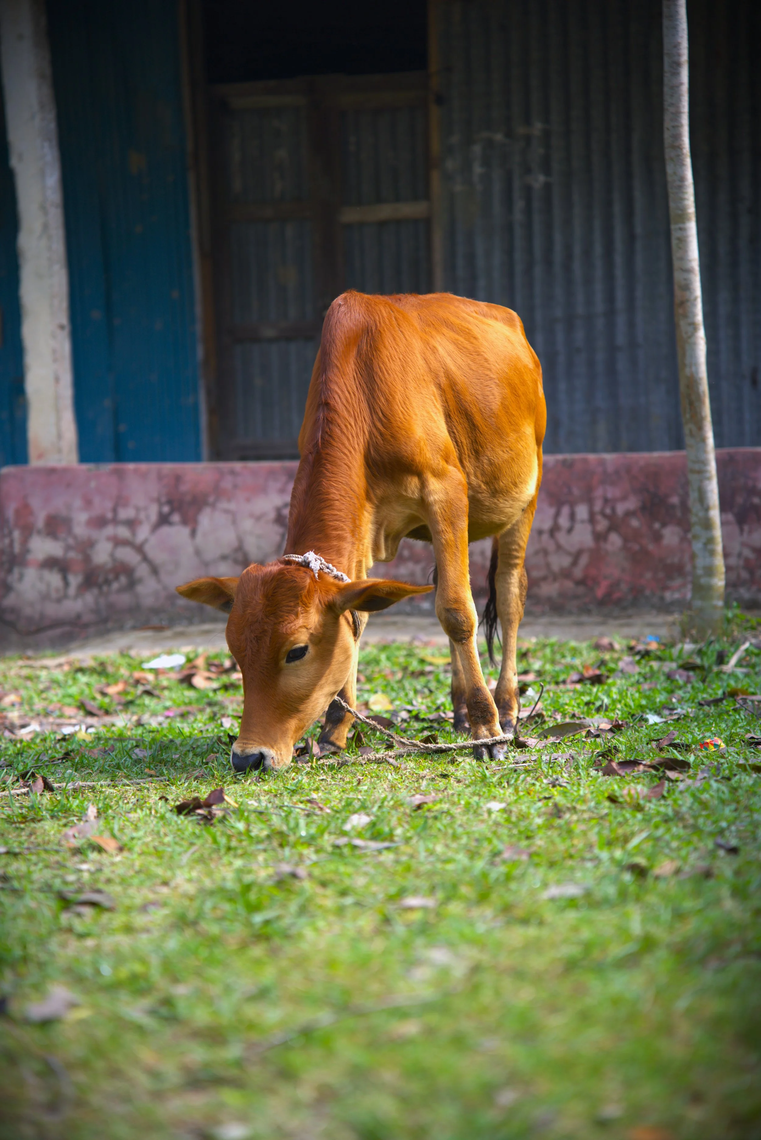 Cow.jpg