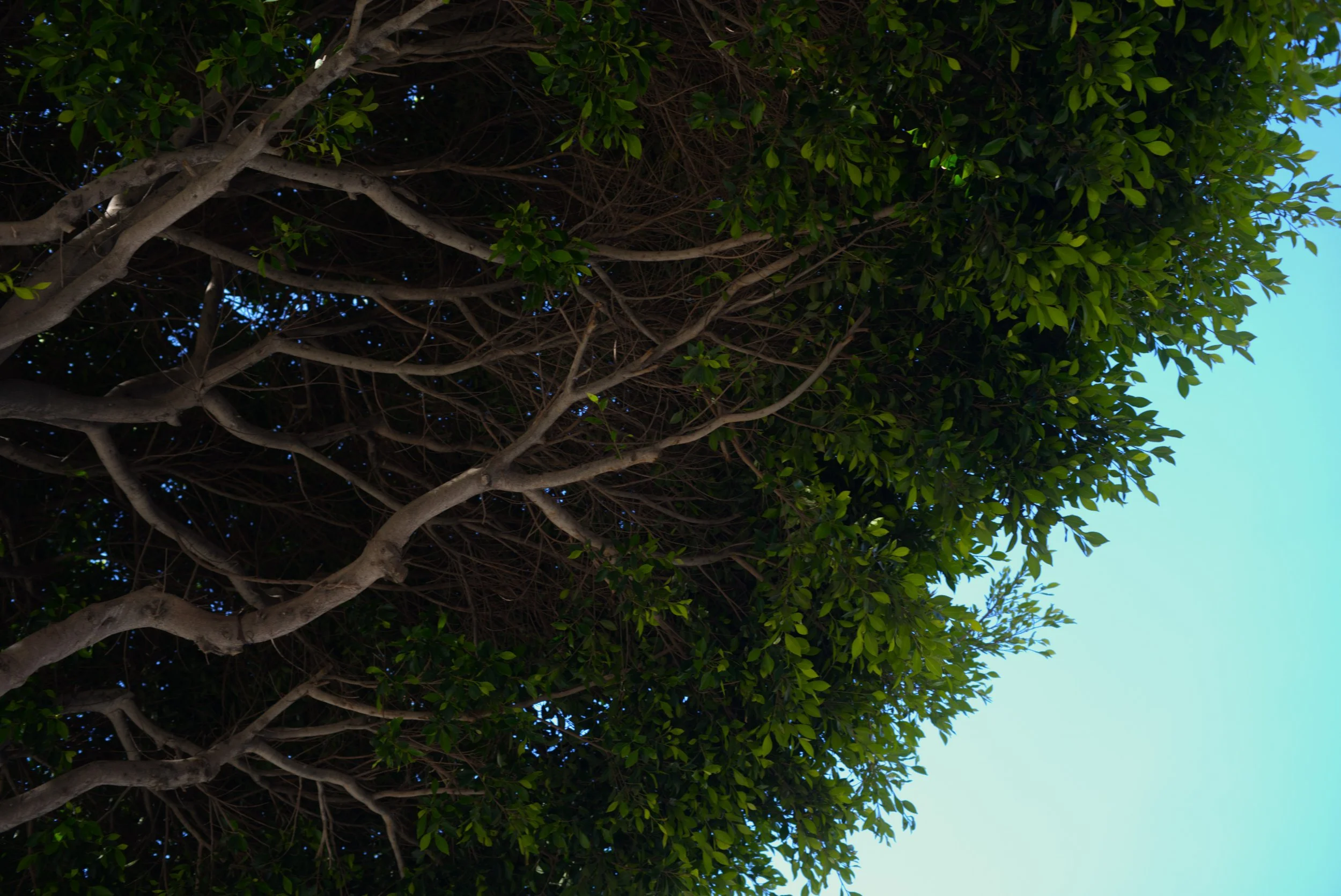 Tree Baby.jpg