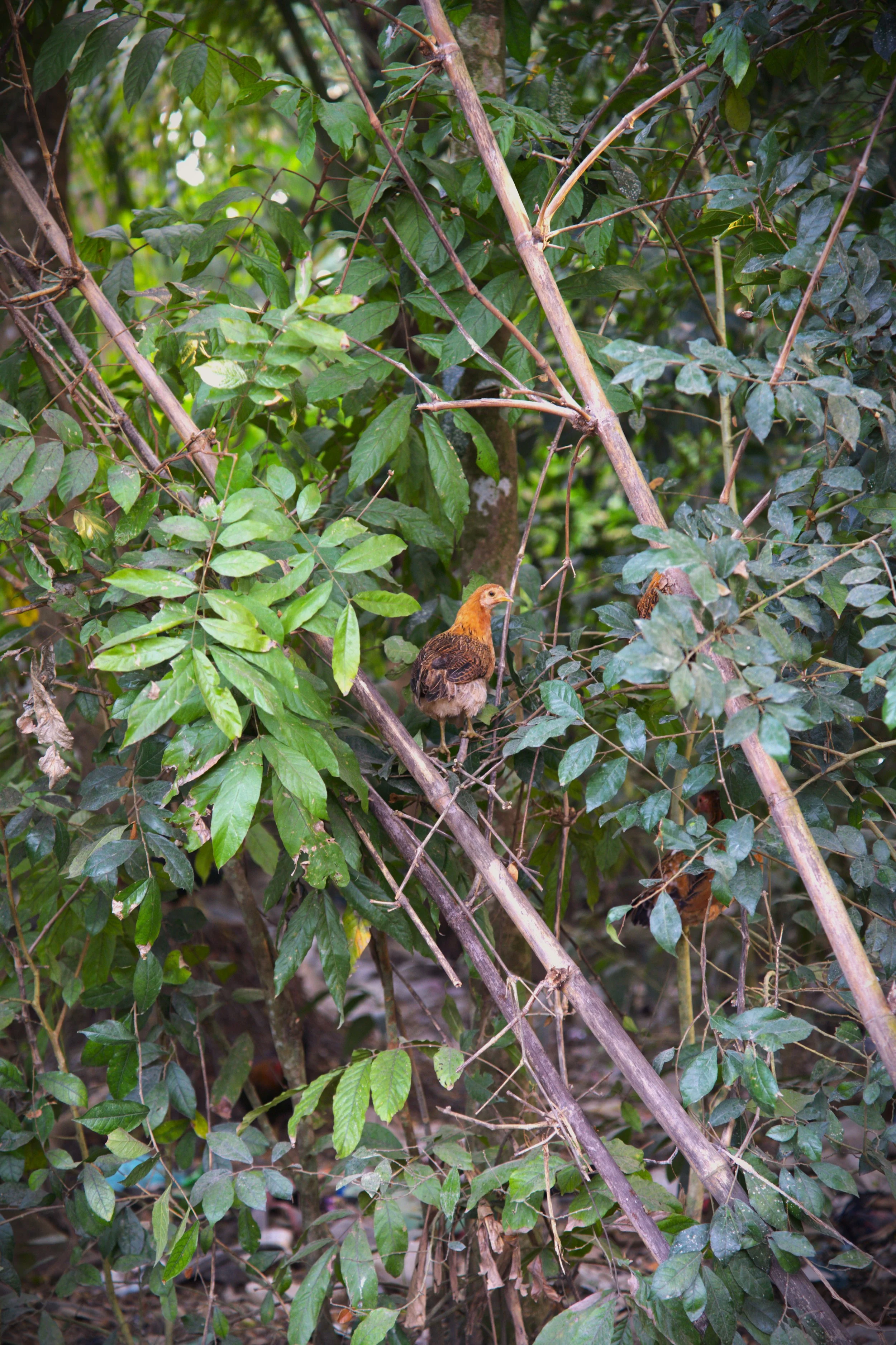 Bird in a bush.jpg