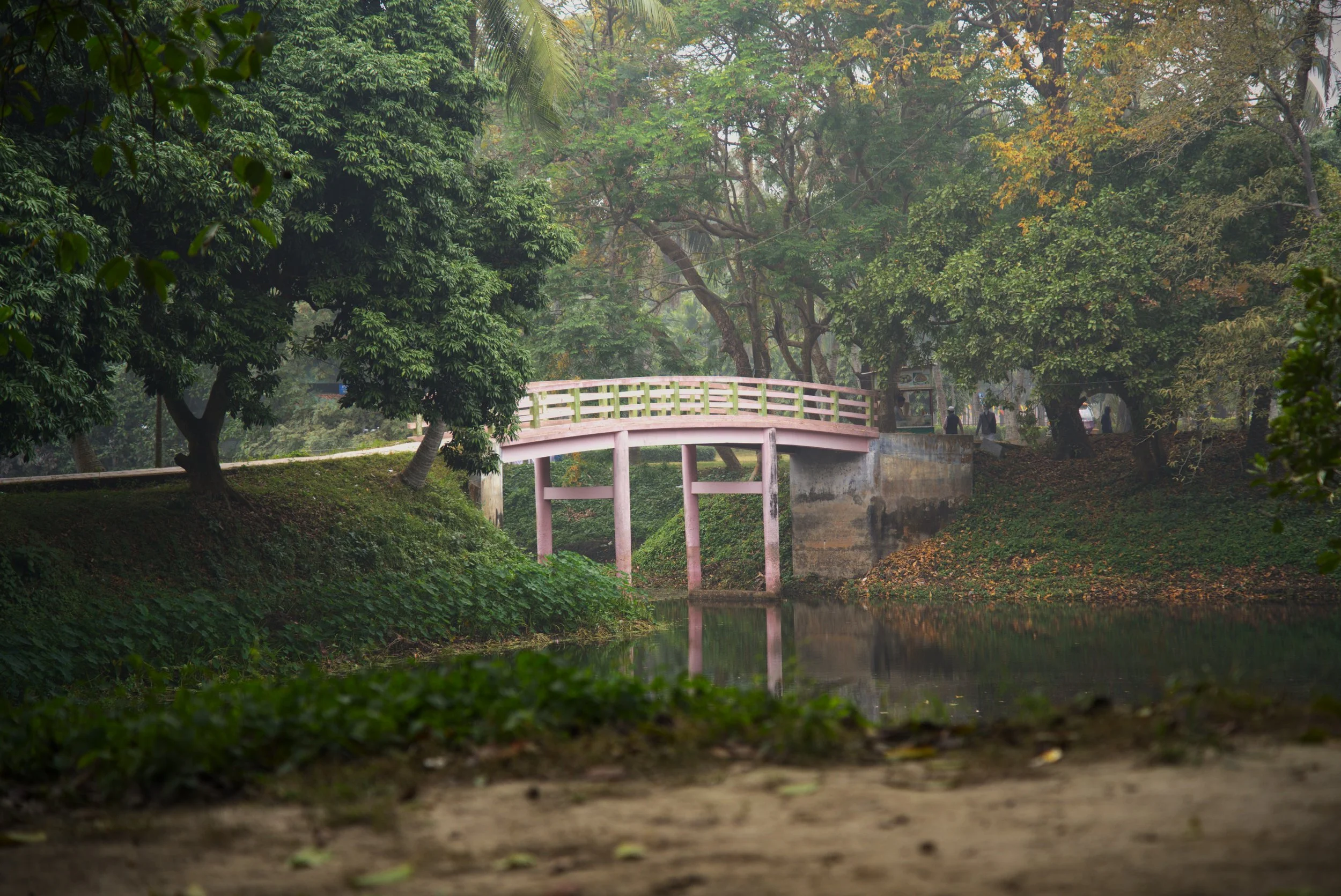 Jungle Bridge.jpg