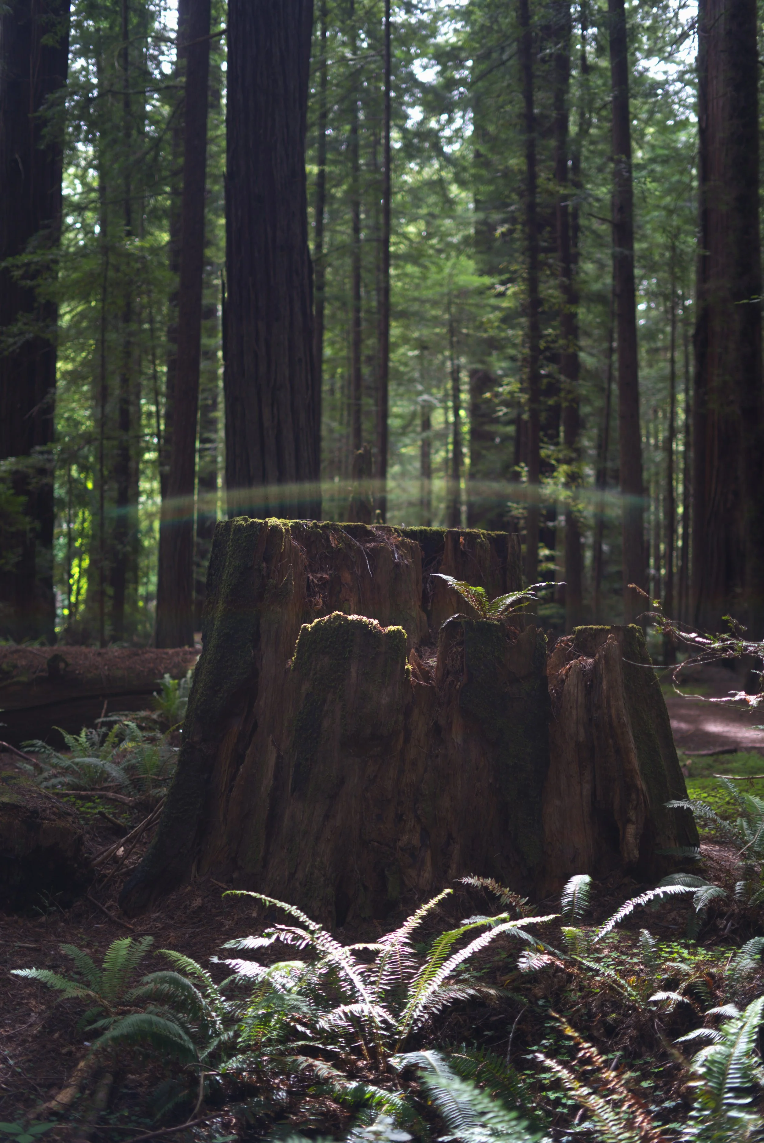 Forest.jpg