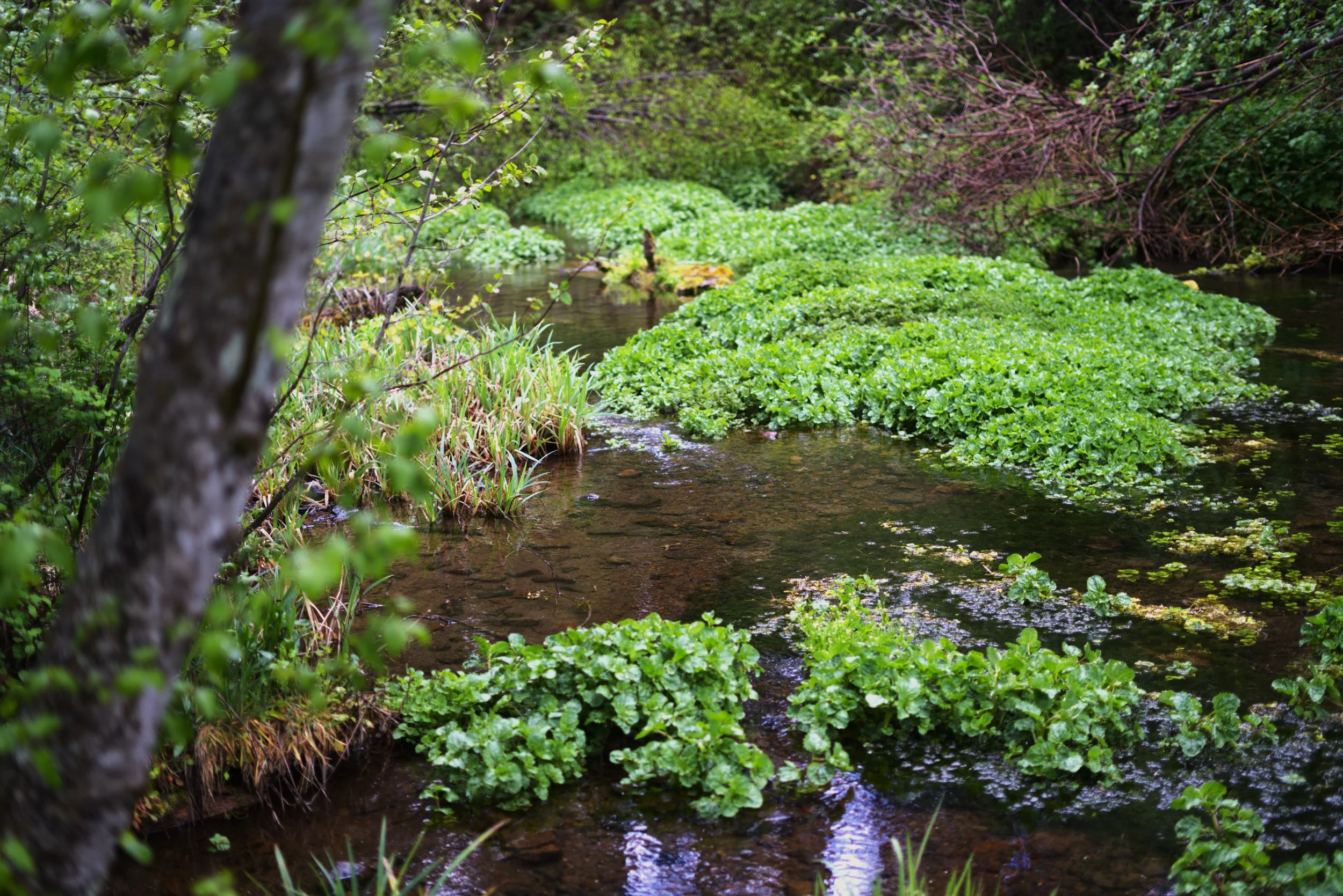 River Greenery.jpg