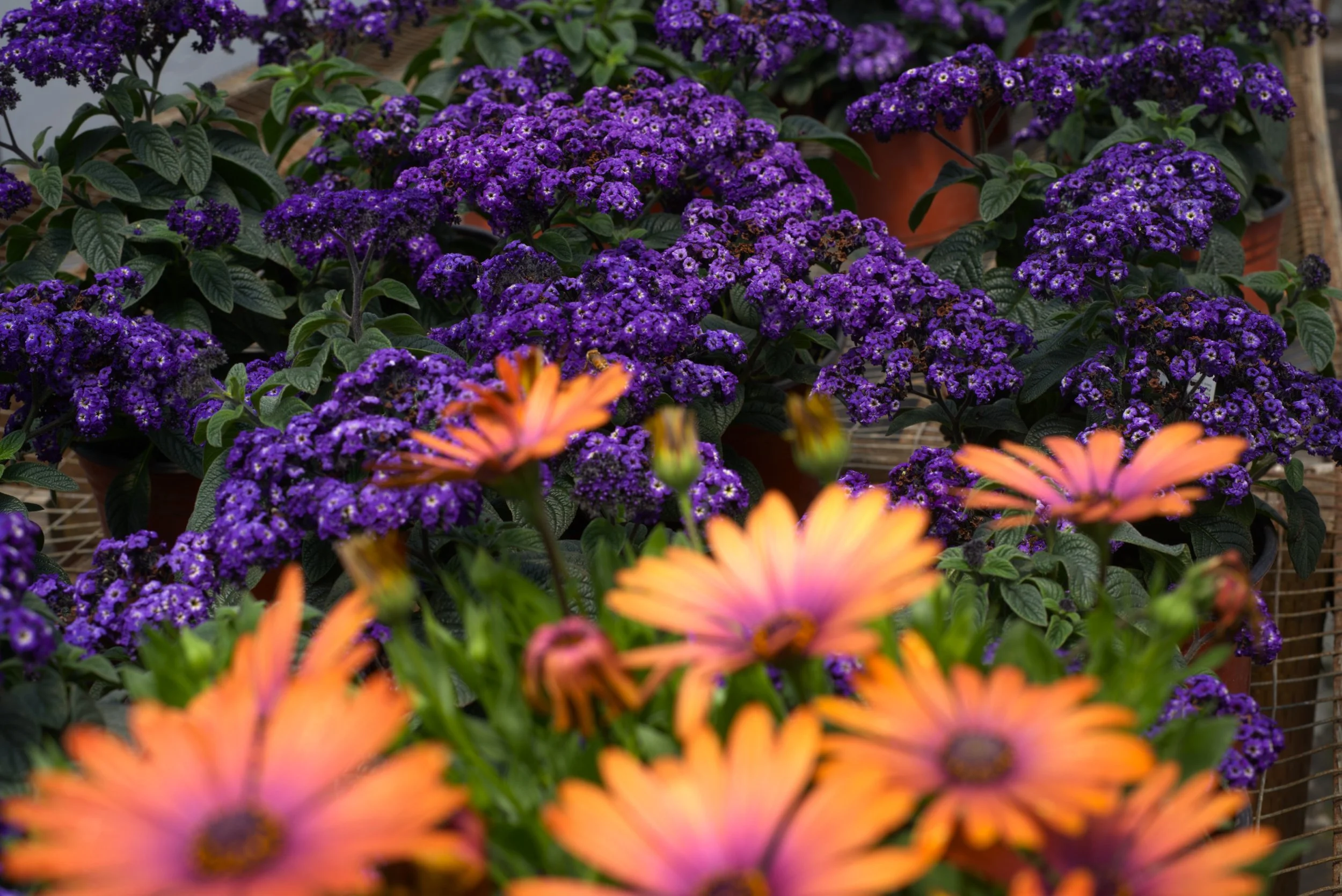 Flowers.jpg