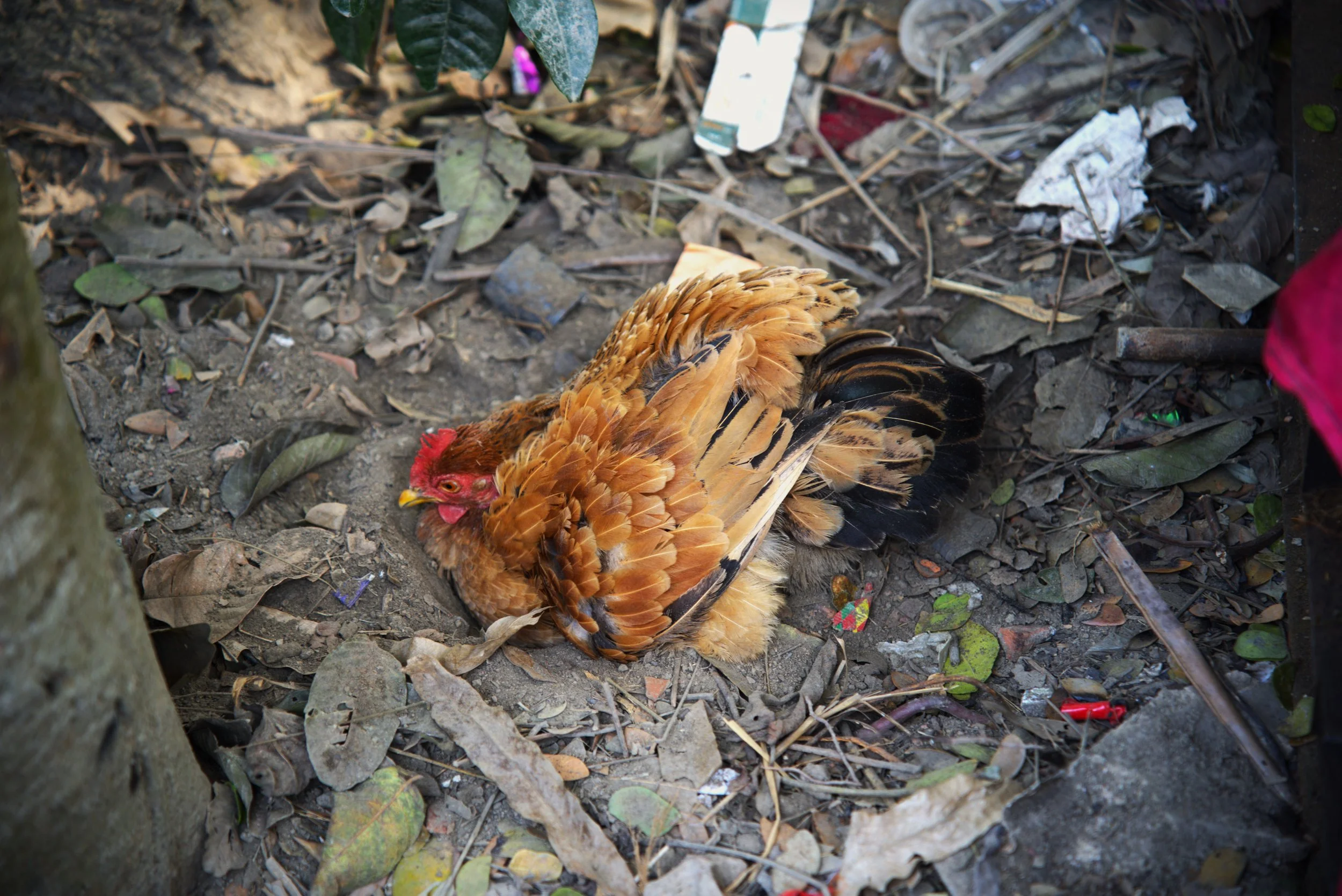 Chicken.jpg