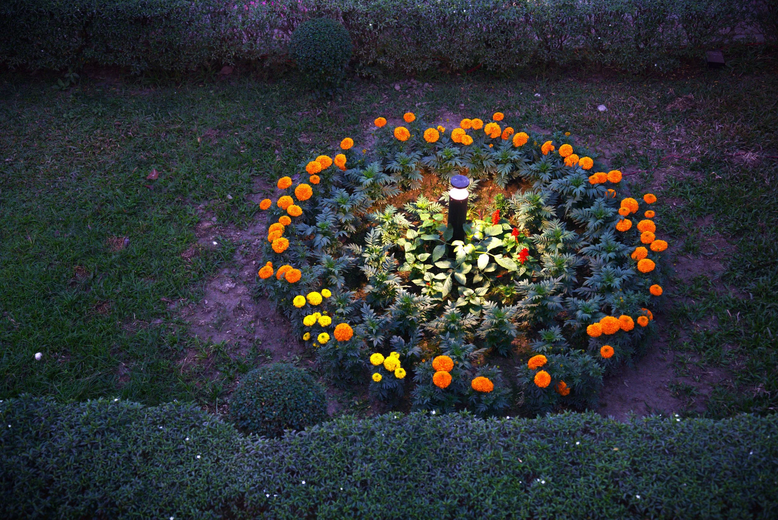 Flower Circle.jpg