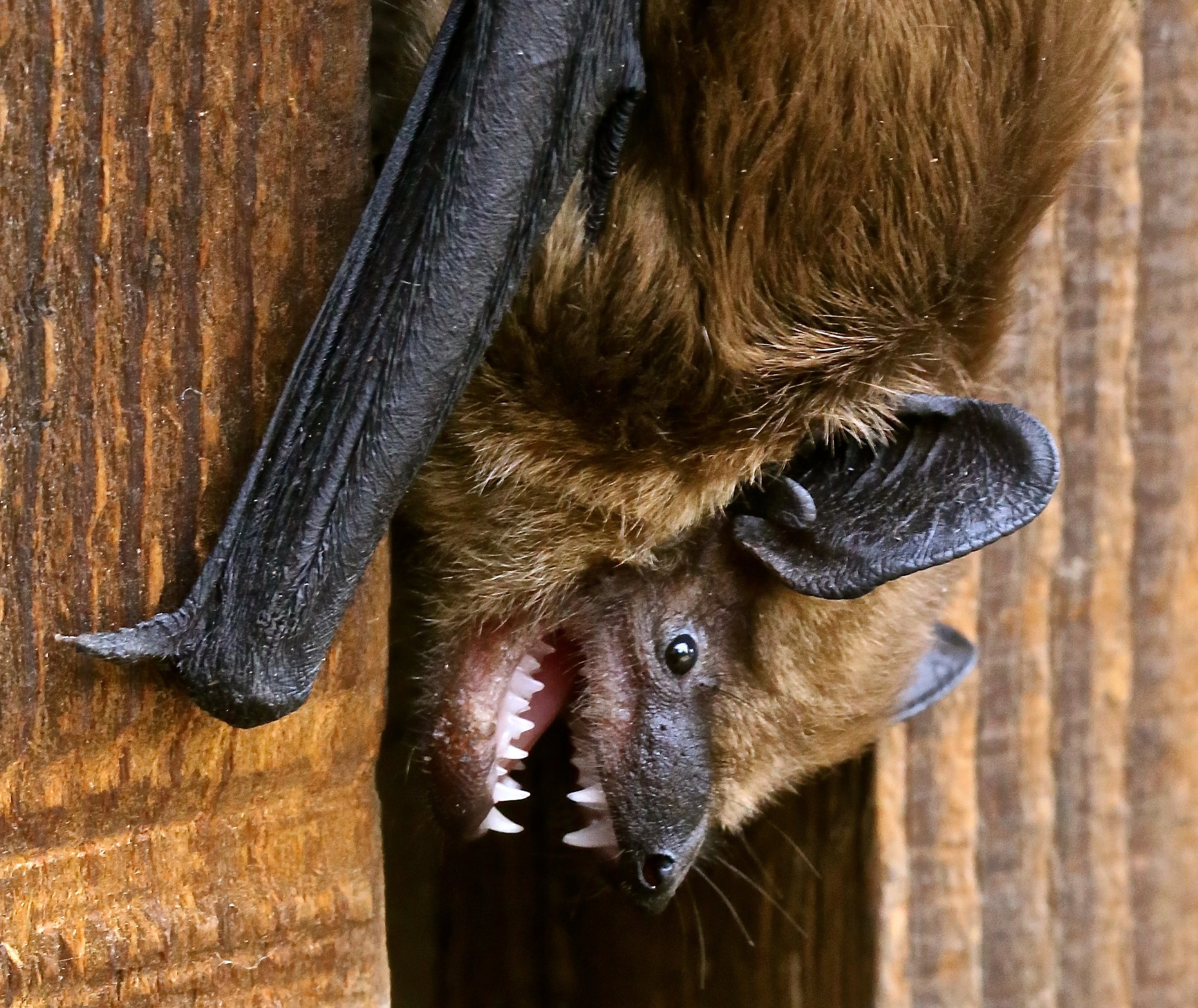 Bat