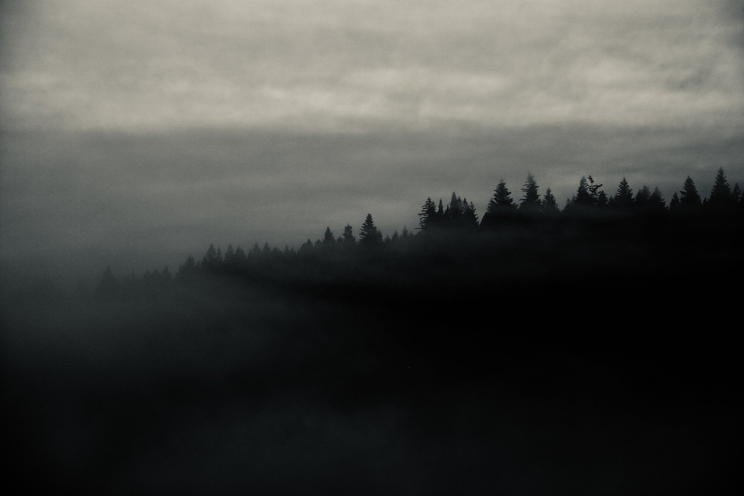 Fog over trees