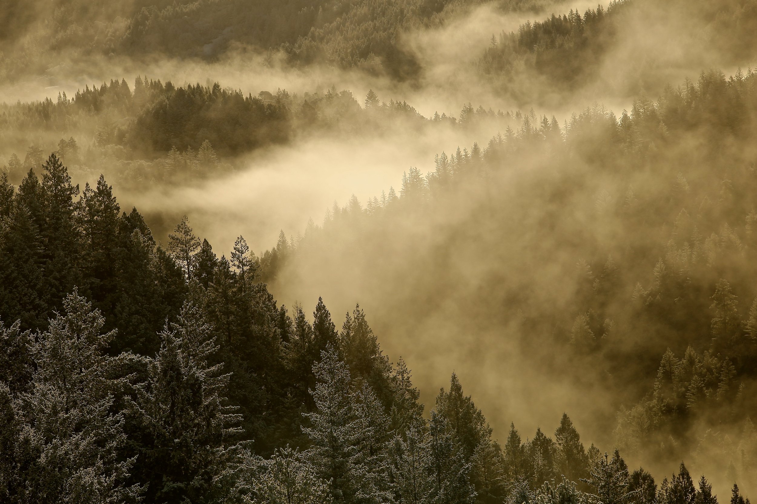 Fog over steep, timber covered ridge lines