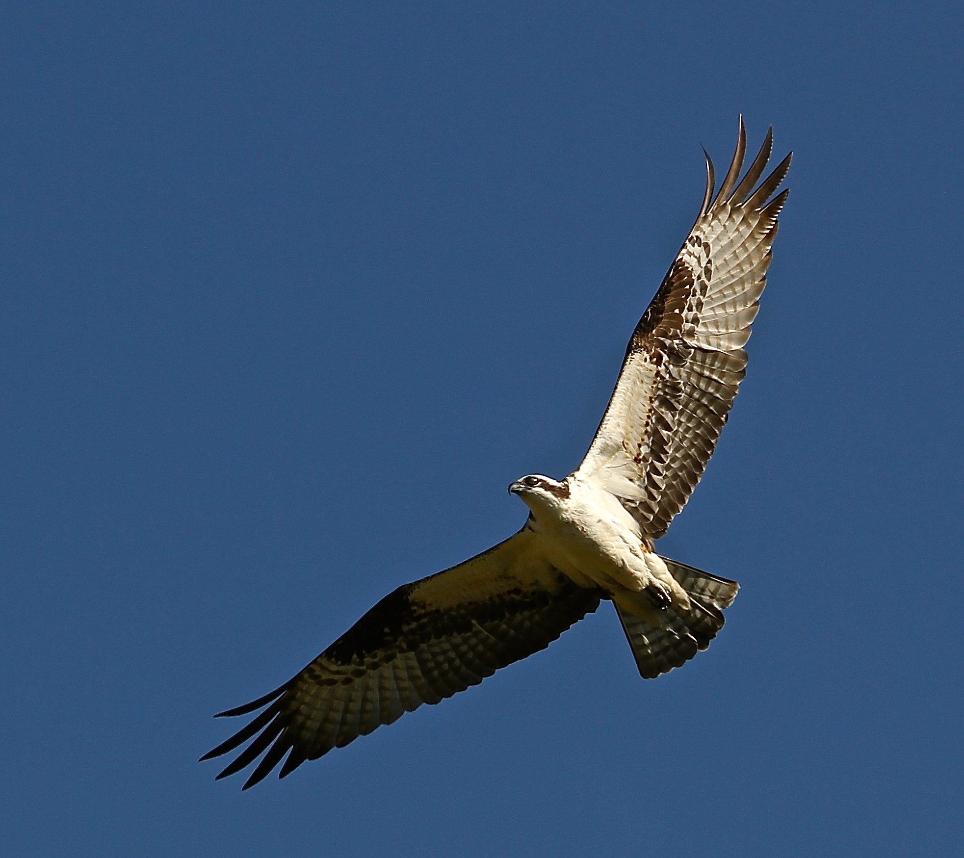 Bird in flight