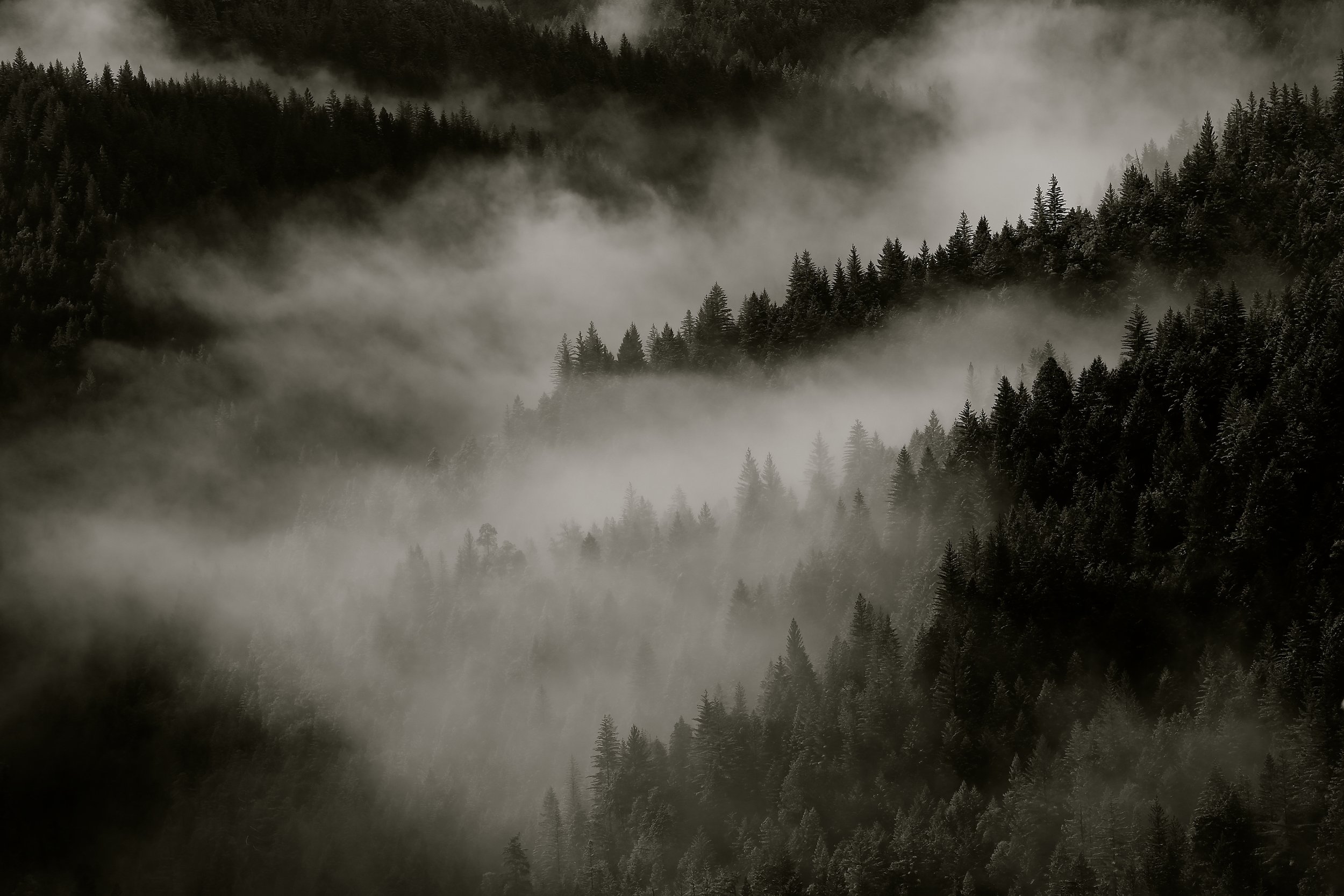 Fog over trees