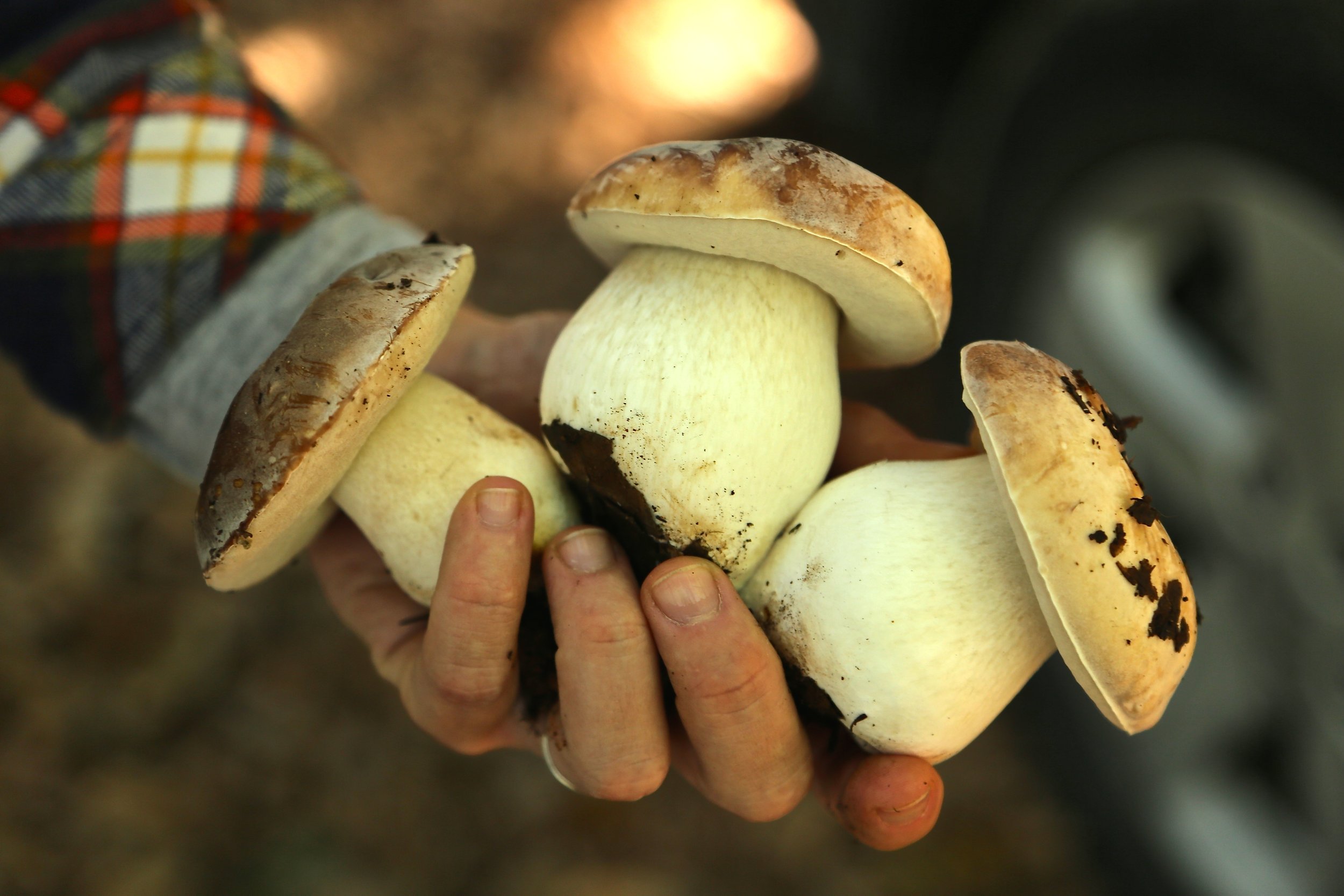 Hand holding mushrooms